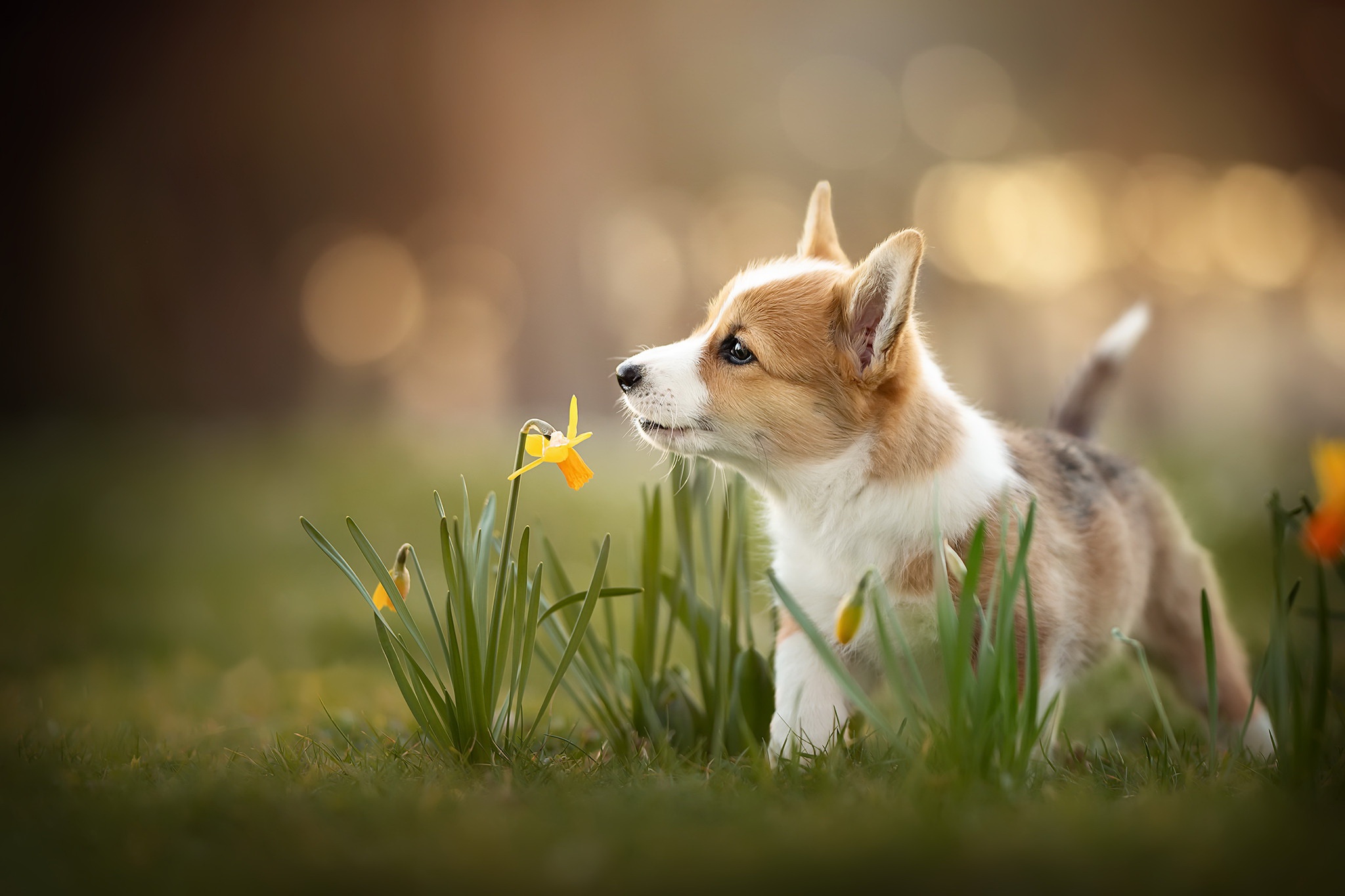Baby Animal Daffodil Dog Pet Puppy 2048x1365