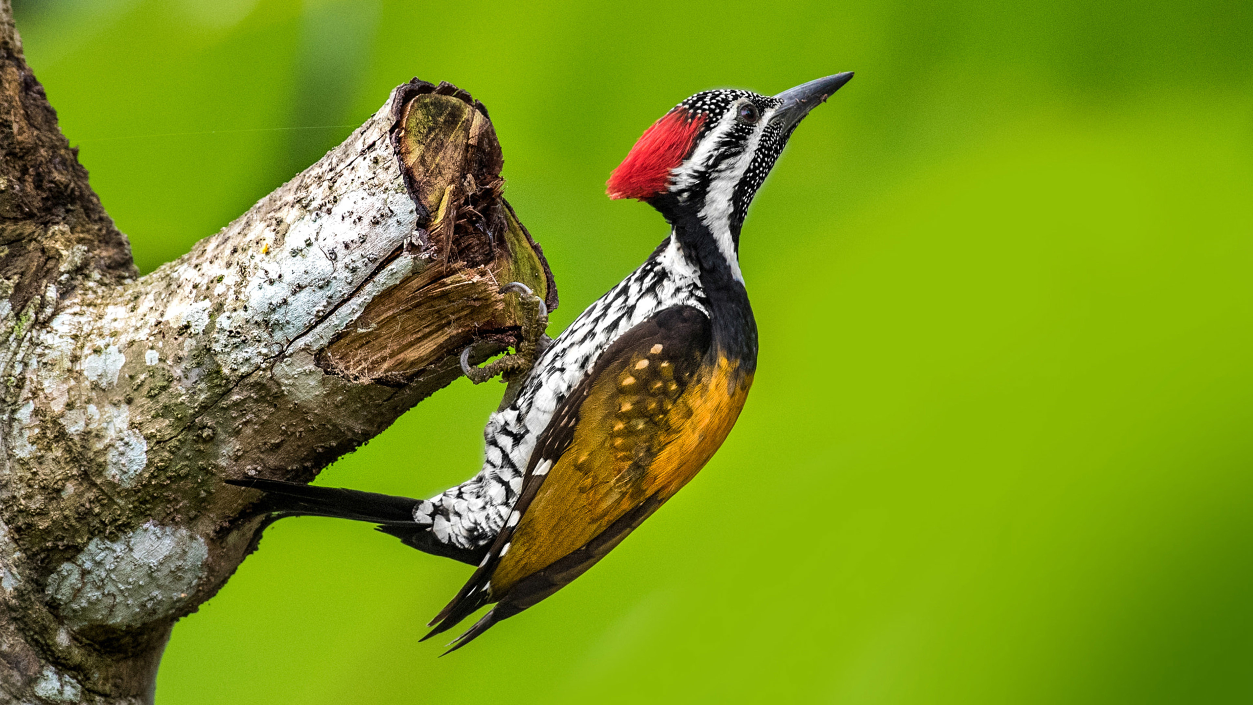Animal Bird Woodpecker 2560x1440
