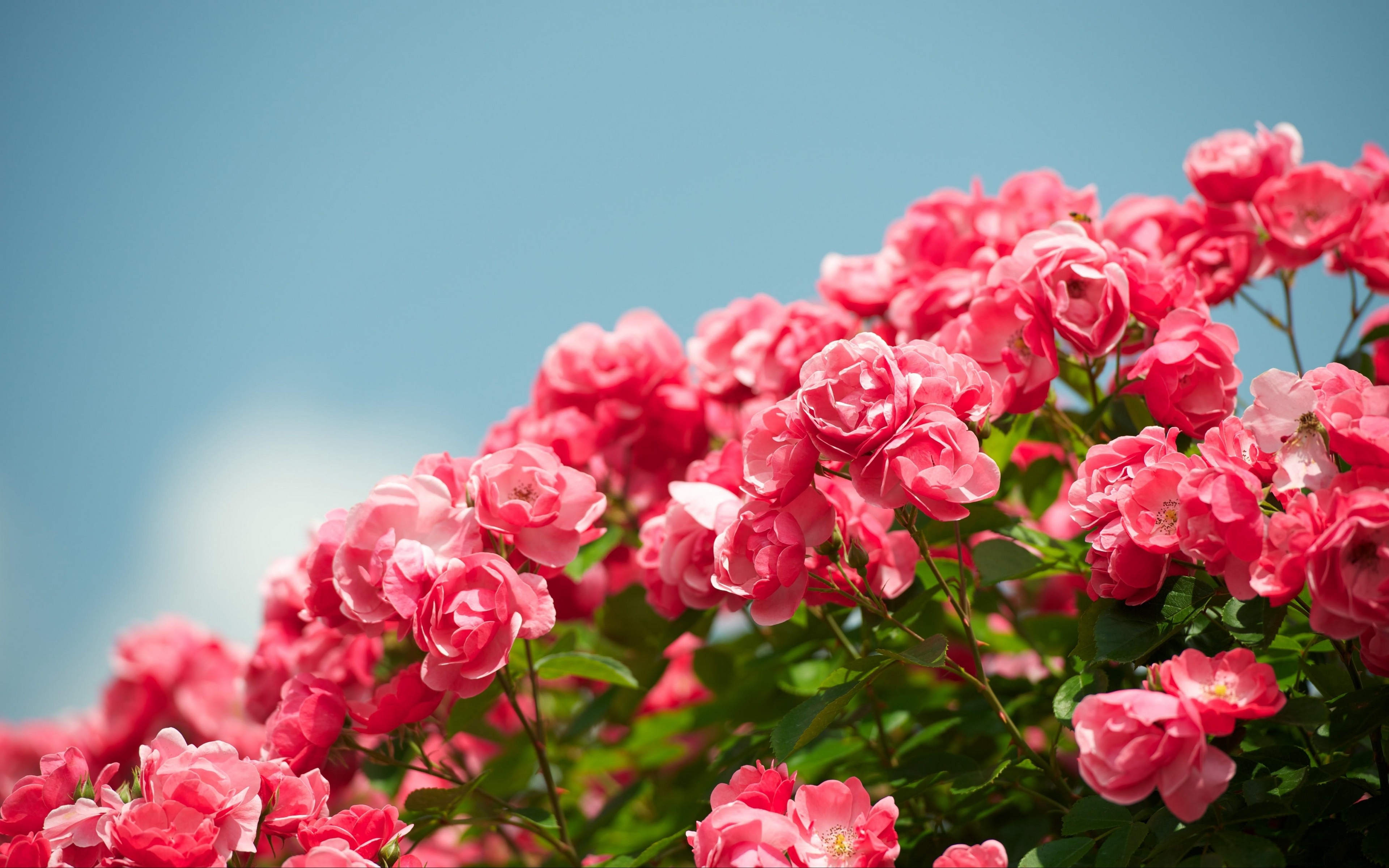 Pink Flower Rose Rose Bush 3840x2400