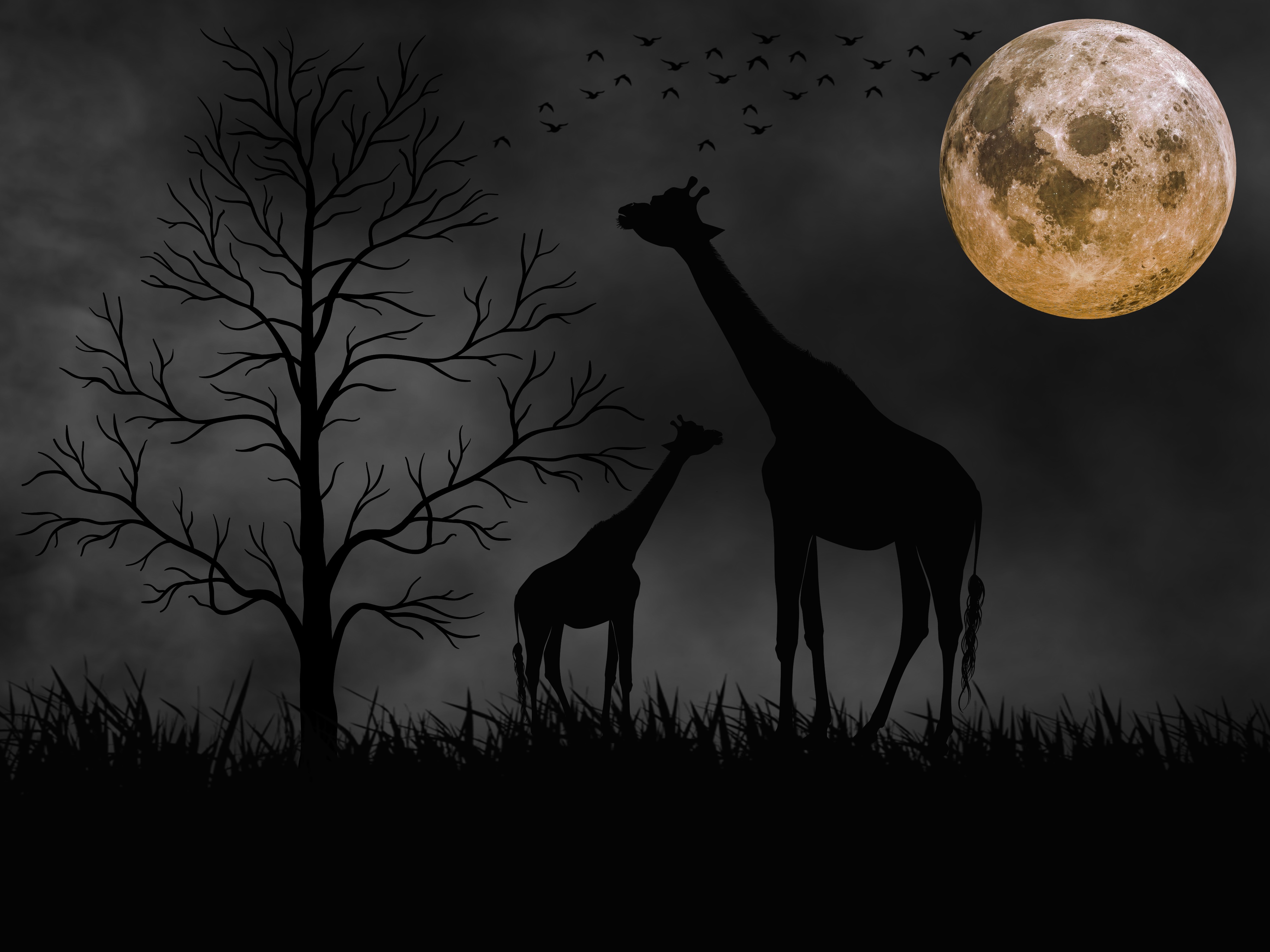 Artistic Black Giraffe Moon Tree 4000x3000