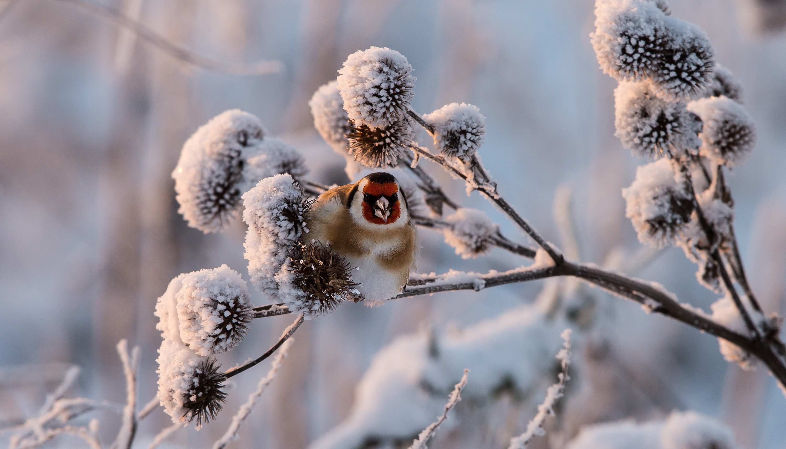 Bird Black Headed Goldfinch Goldfinch Snow Wildlife Winter 2990x1708