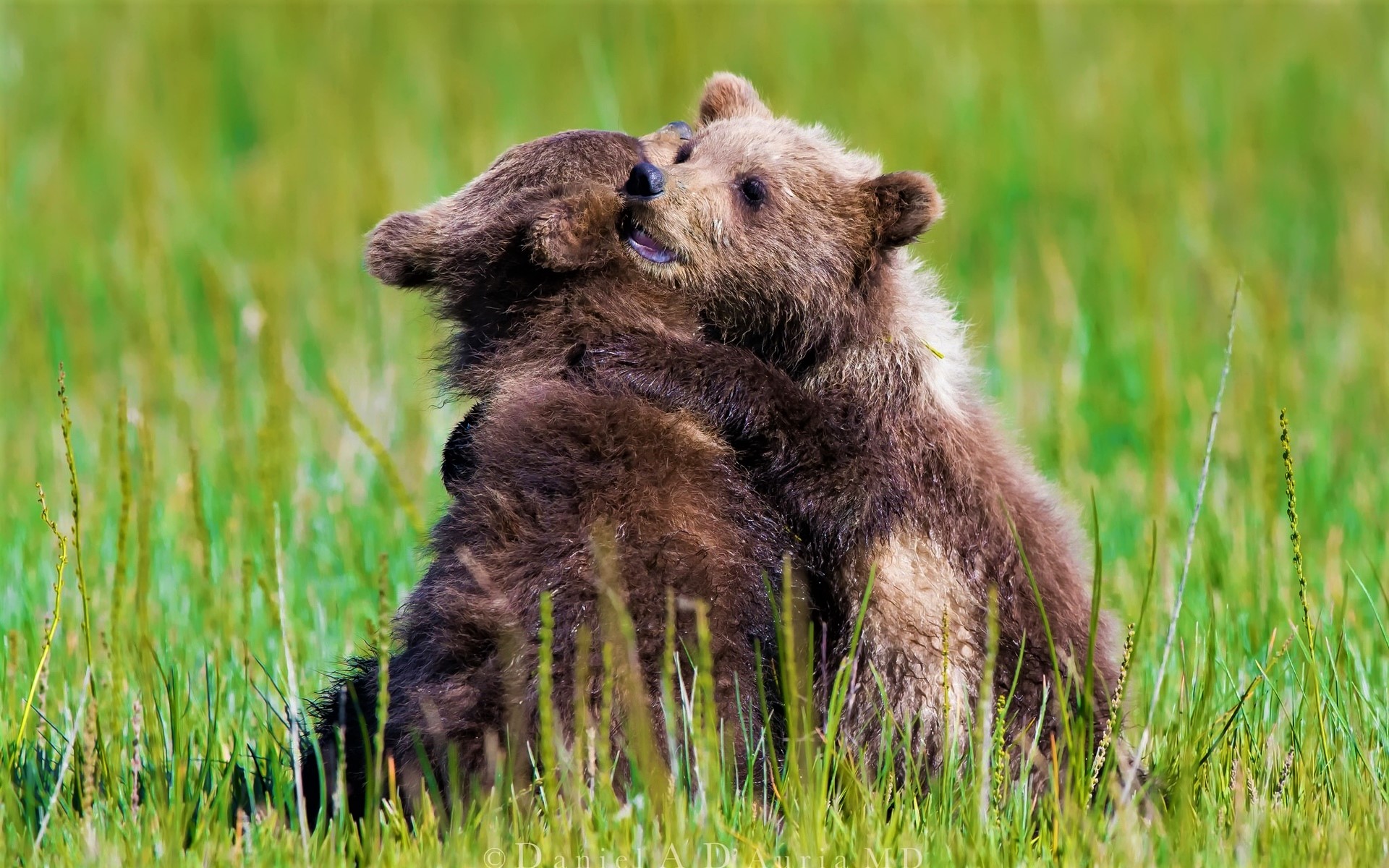 Animal Baby Animal Bear Cub Cute Hug Love 1920x1200