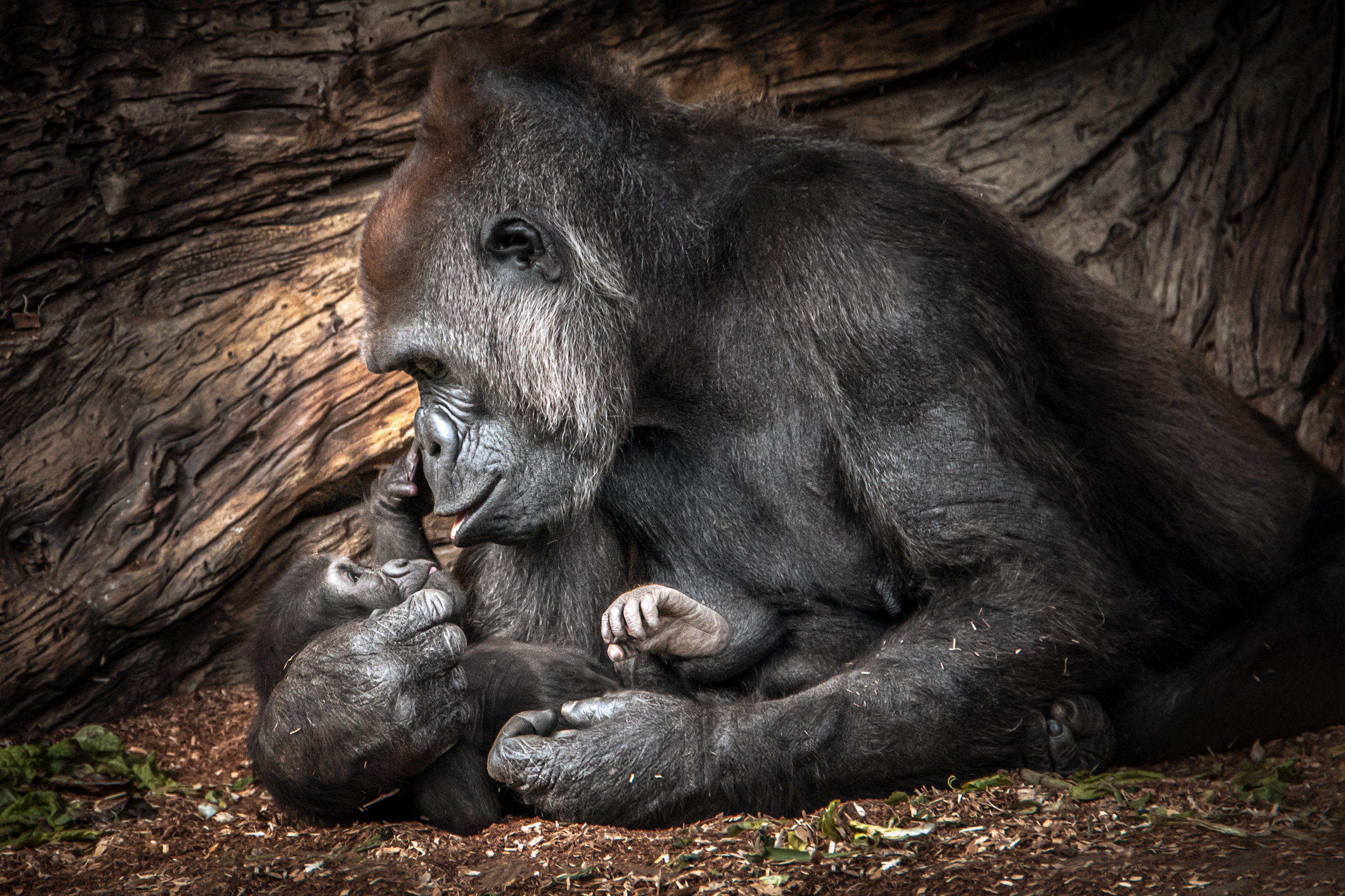 Baby Animal Gorilla Primate Wildlife 2999x2000