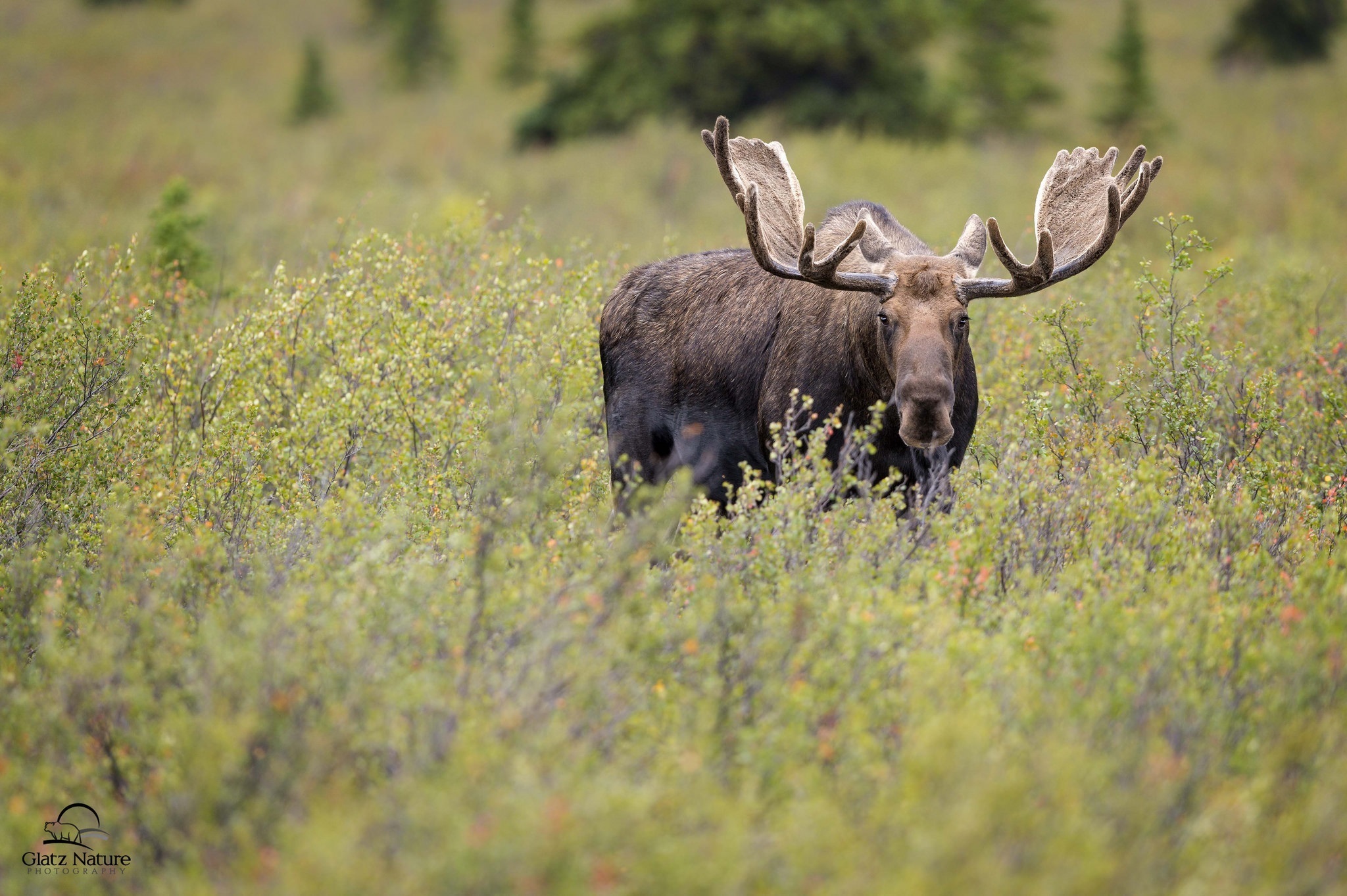 Moose Stare Wildlife 2048x1363