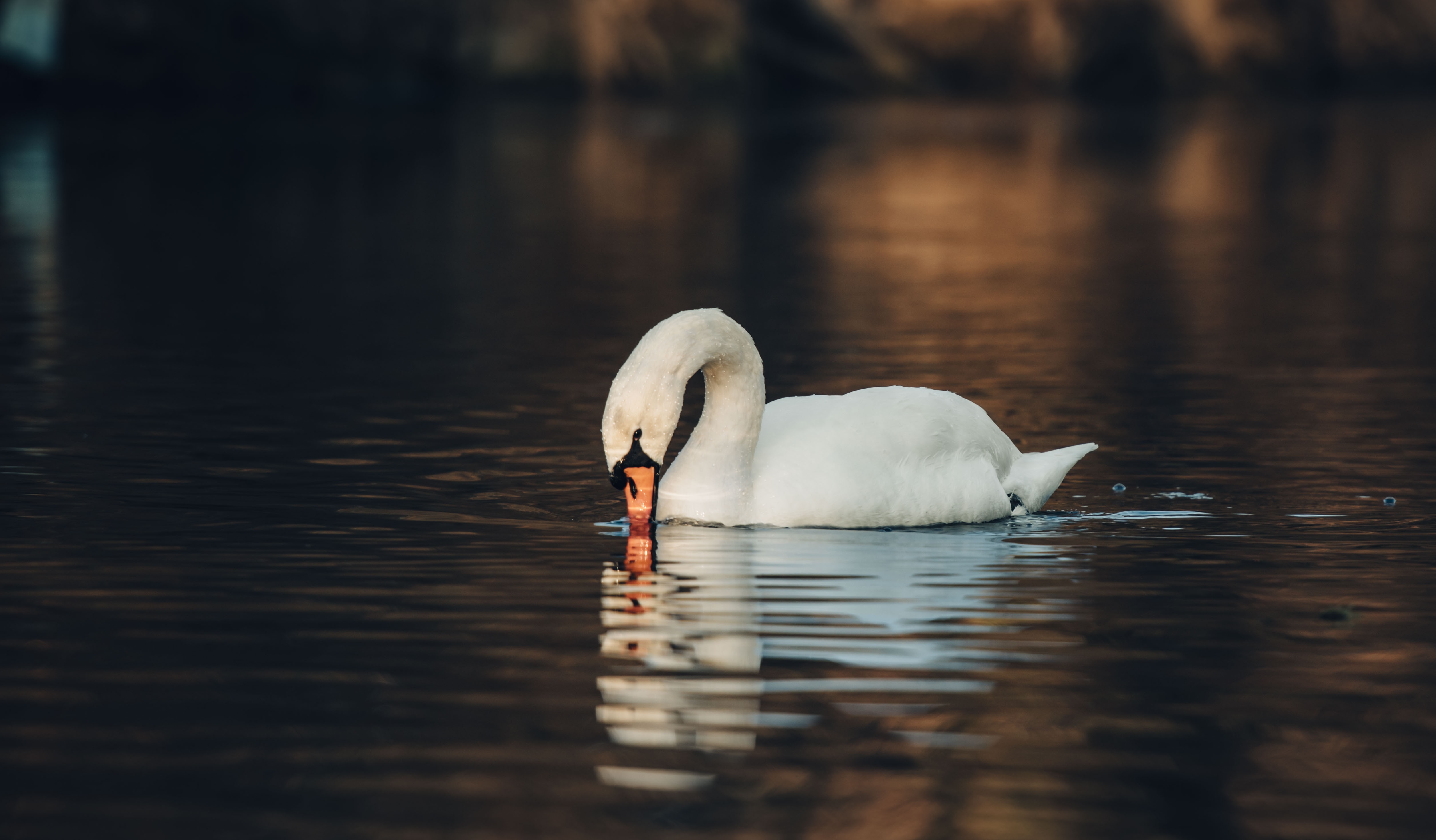 Bird Mute Swan Reflection Swan Wildlife 5020x2938