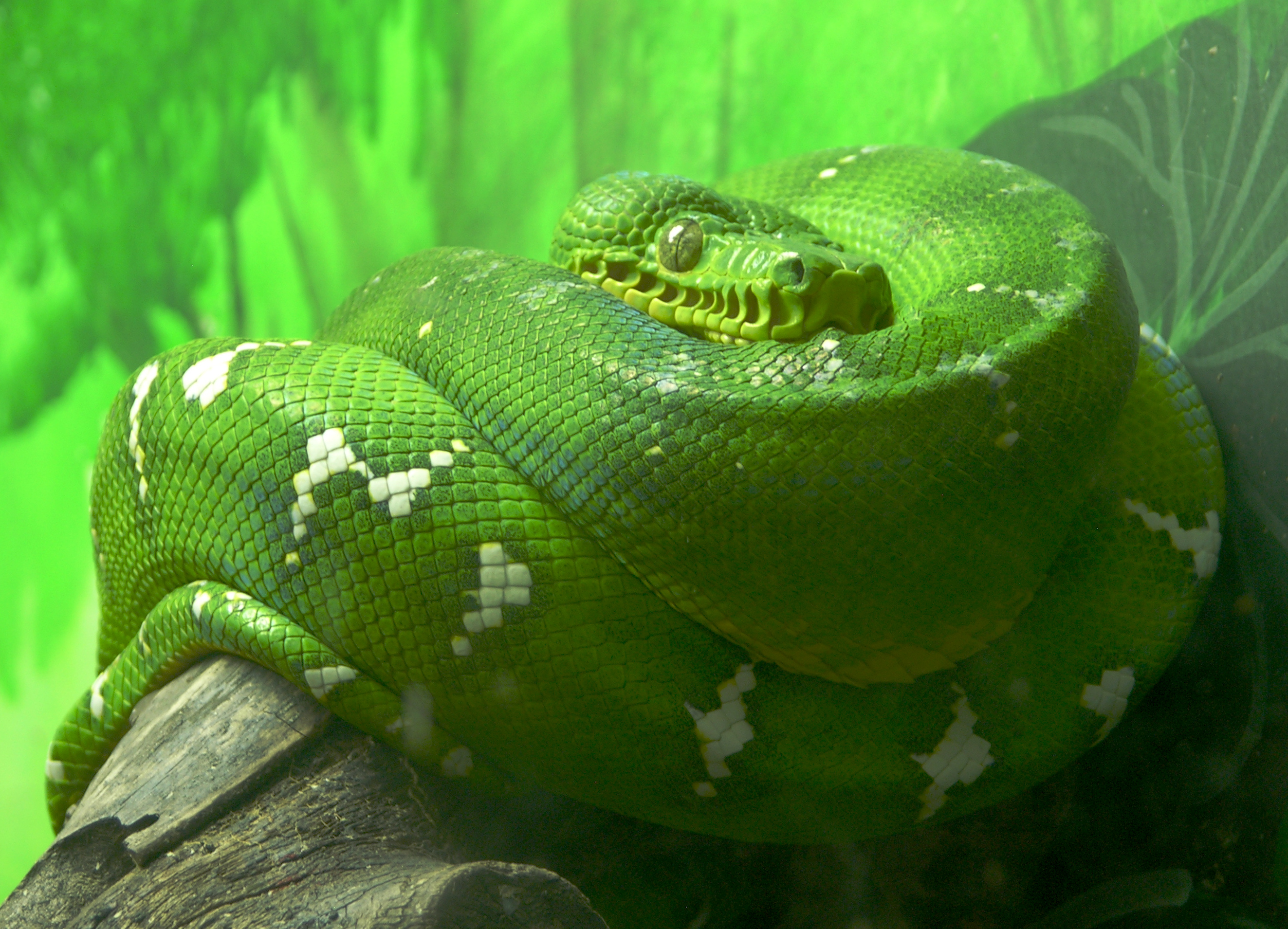 Emerald Tree Boa Reptile Snake 2646x1909