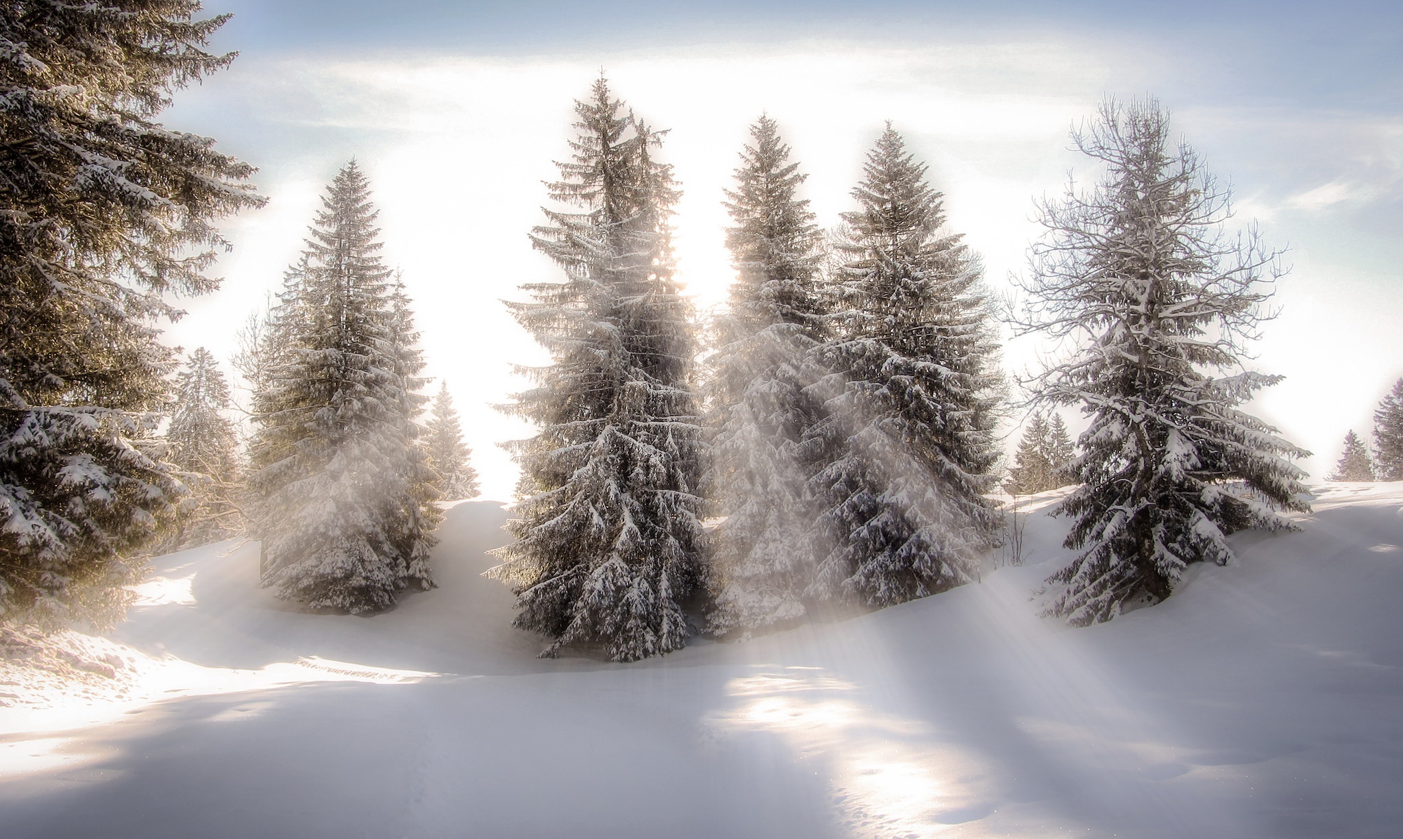 Nature Snow Sunbeam Tree Winter 2048x1225