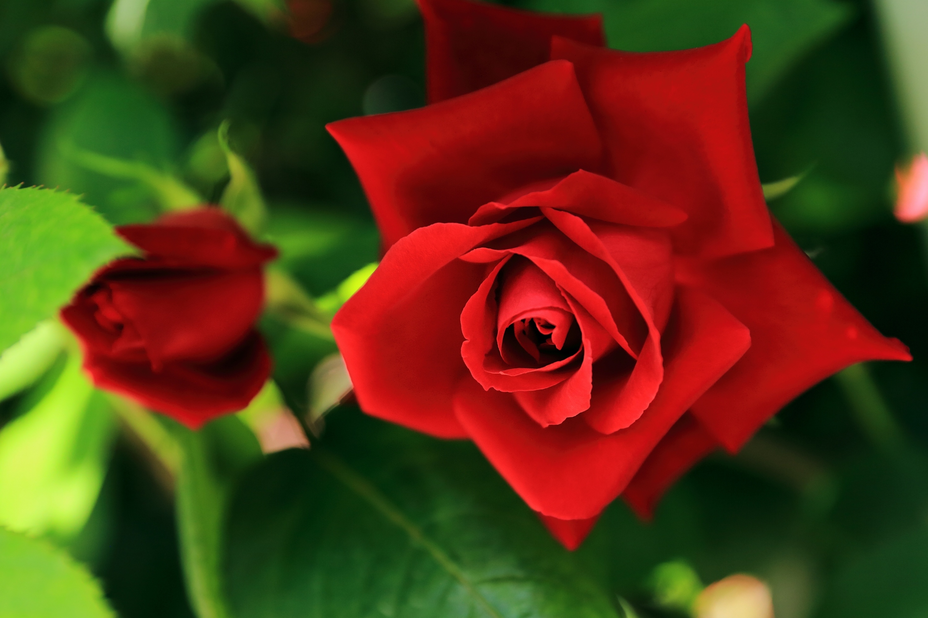 Bud Flower Nature Red Flower Red Rose Rose 3000x2000