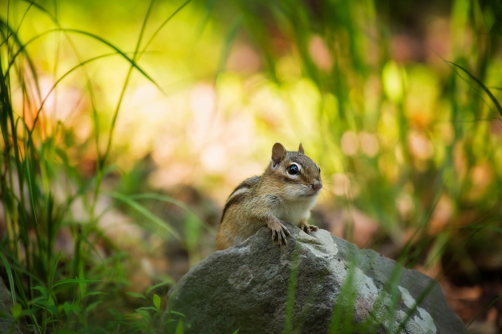 Chipmunk Rodent Wildlife 2048x1363