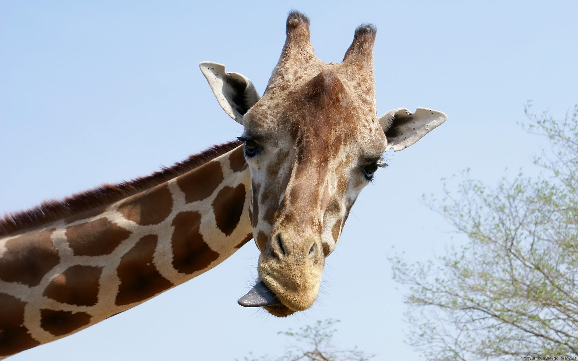 Animal Giraffe 1920x1200