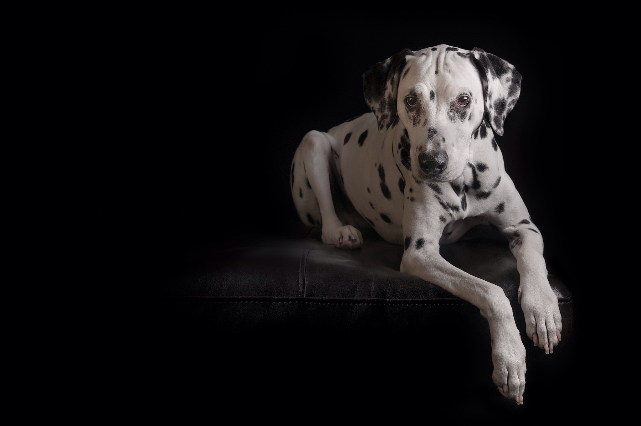 Dalmatian Dog Pet 2048x1360