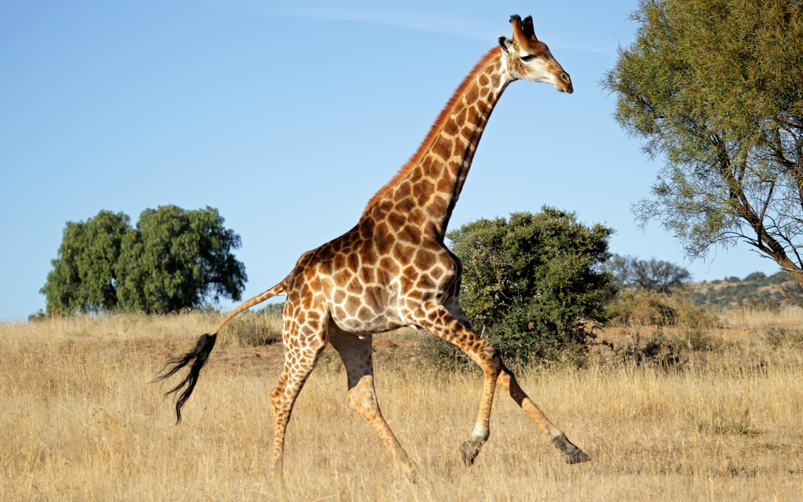 Animal Giraffe 2560x1600
