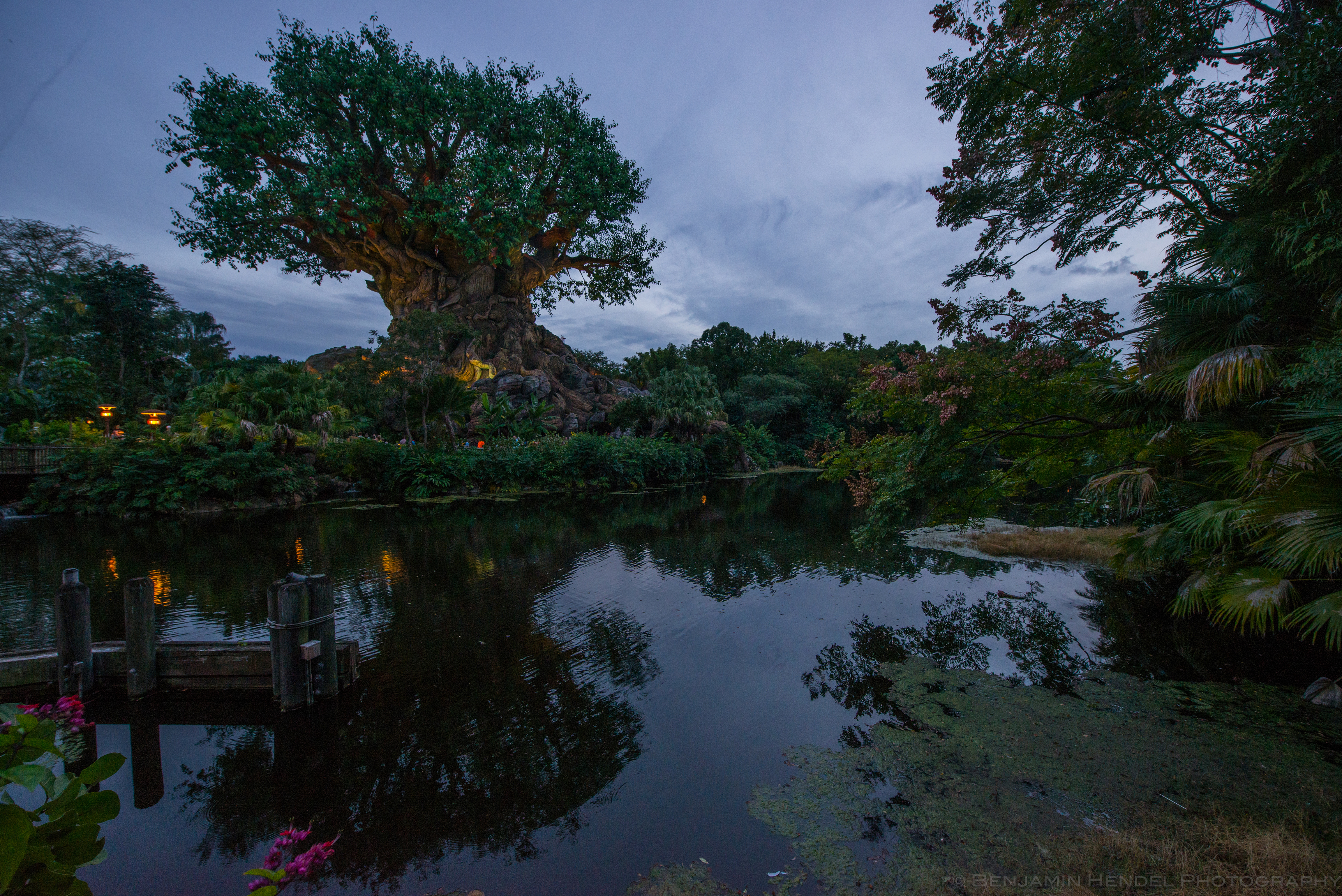 Dusk Earth Florida Lake Tree 3445x2300