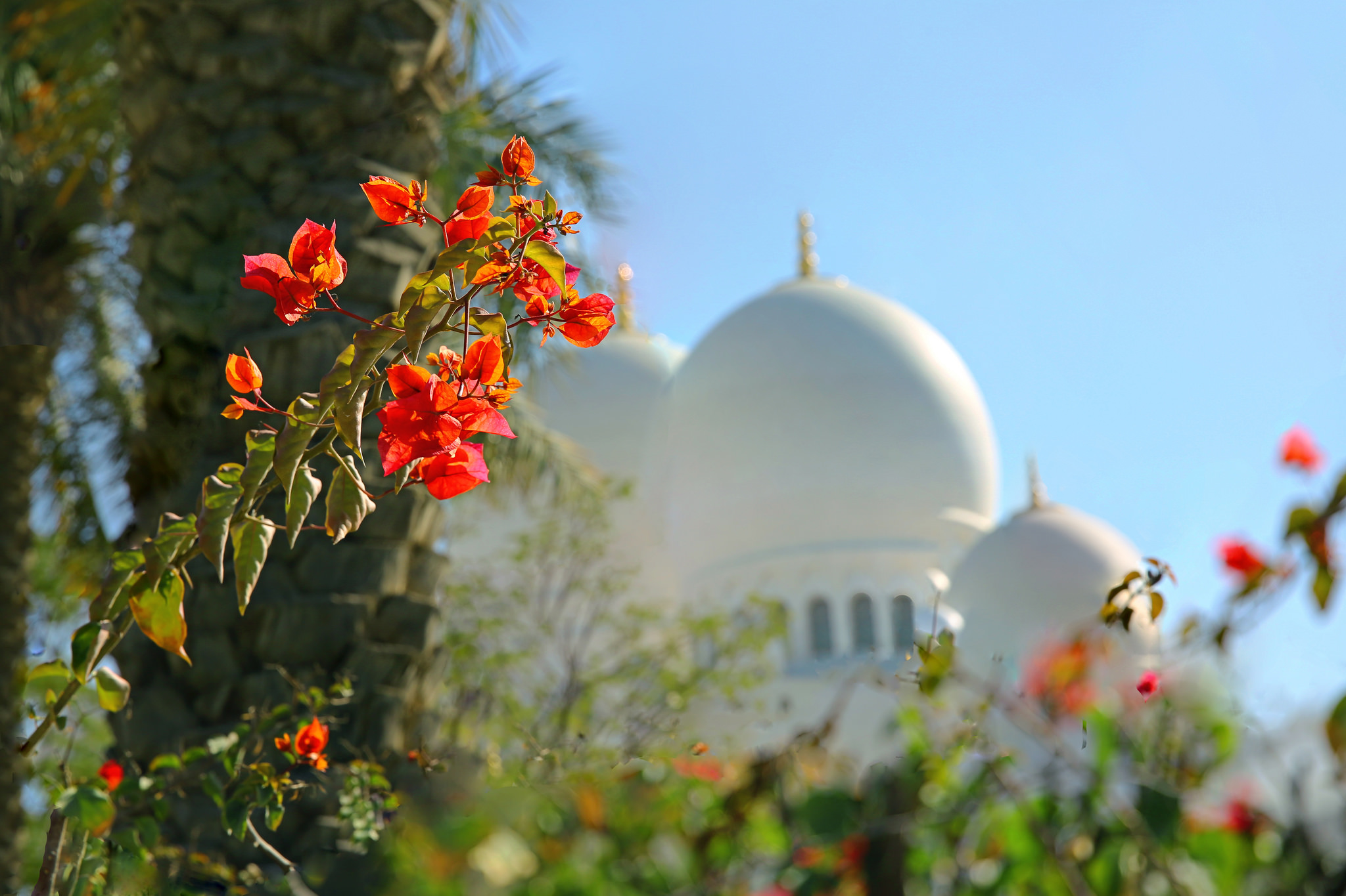 Blur Dome Flower Mosque 2048x1365