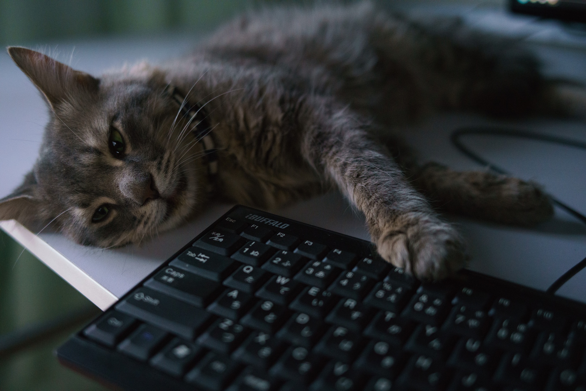 Cat Keyboard Pet 2048x1366