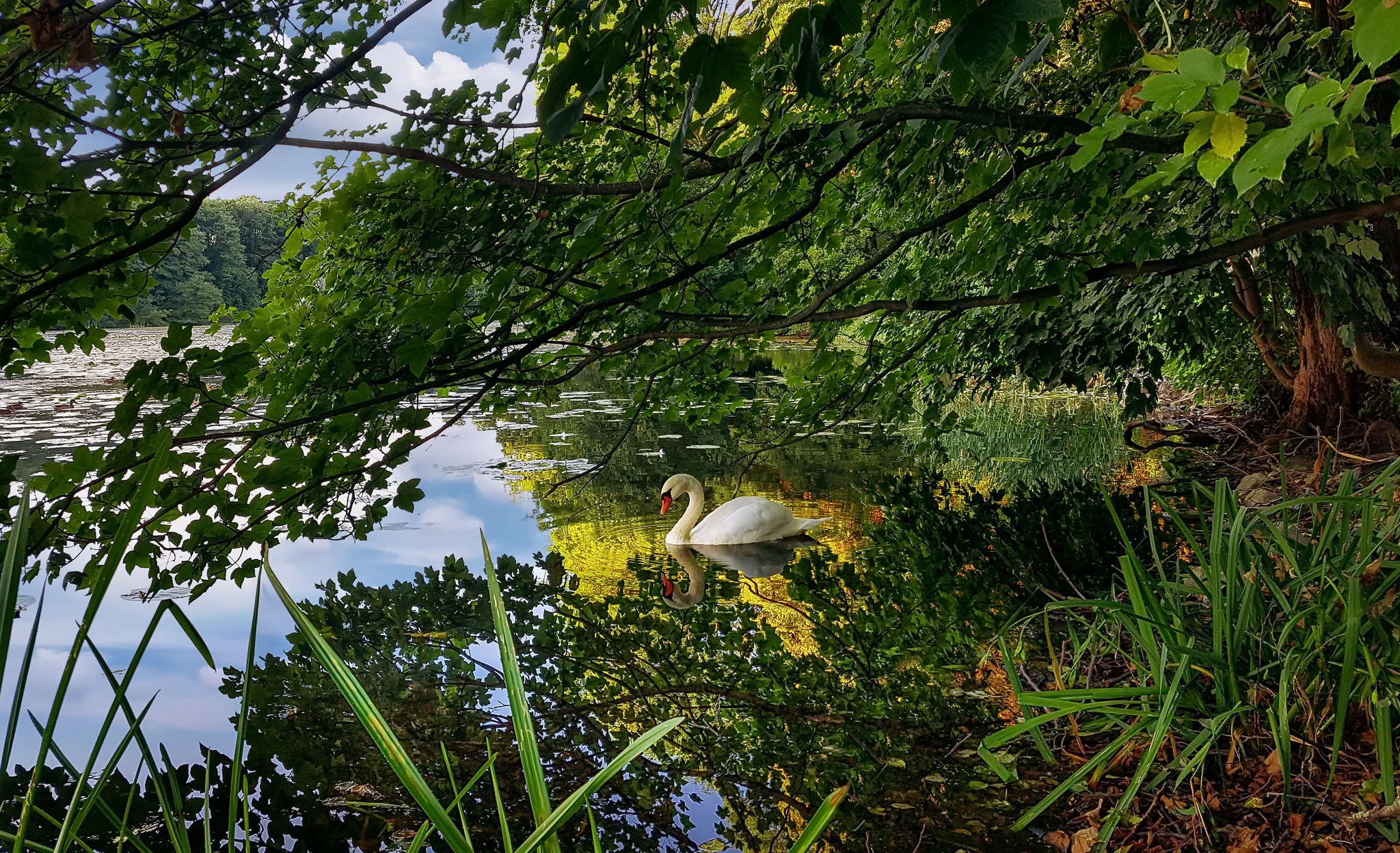 Bird Lake Mute Swan Reflection Swan Wildlife 2048x1248