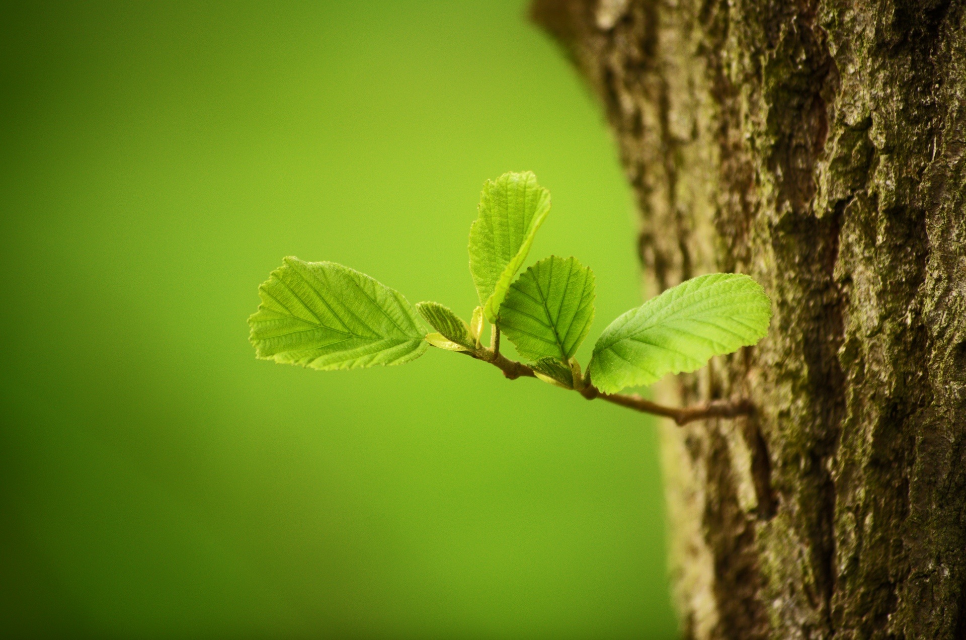 Bud Leaf Nature Tree 1920x1272