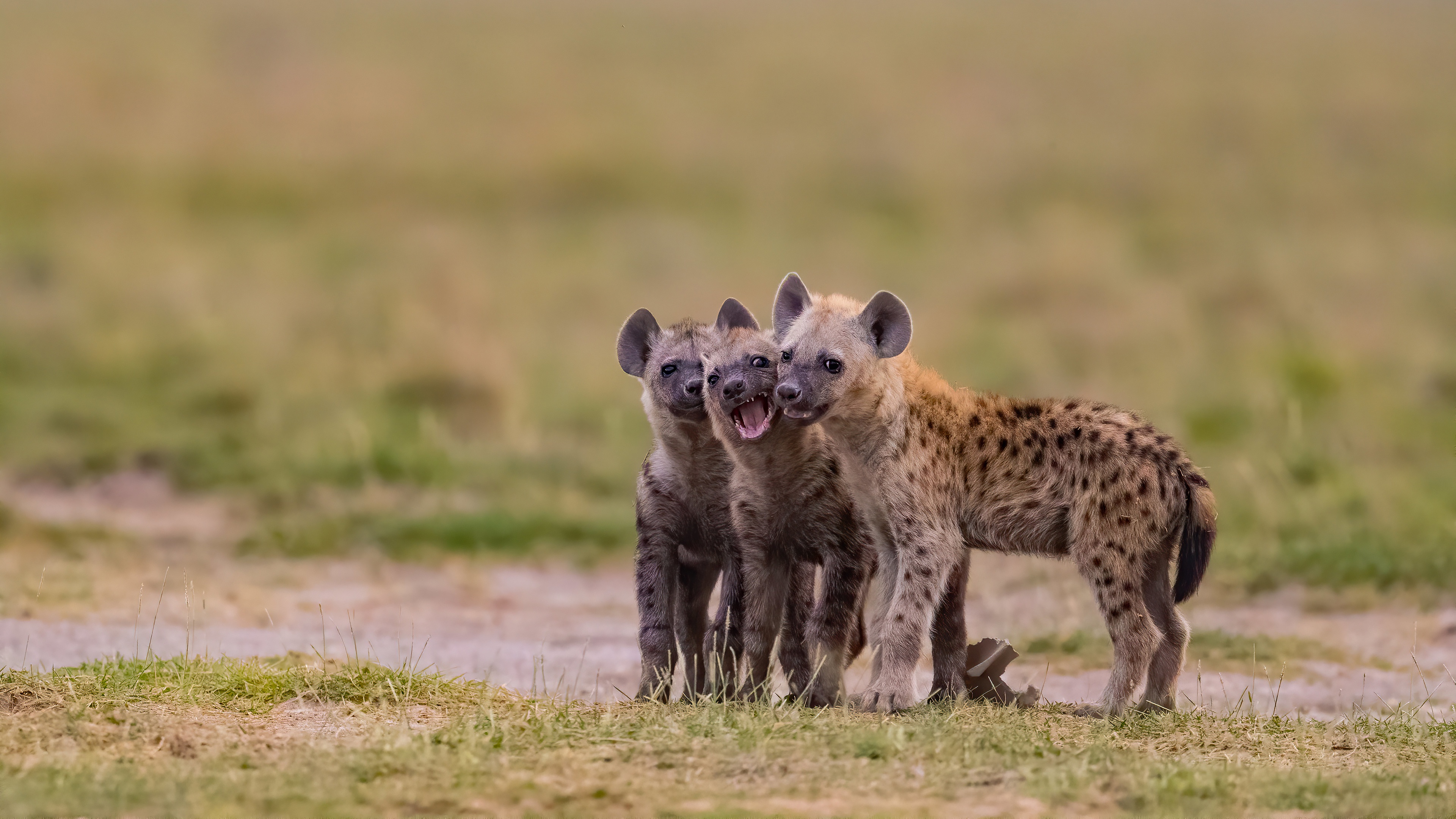 Baby Animal Cub Hyena 3840x2160