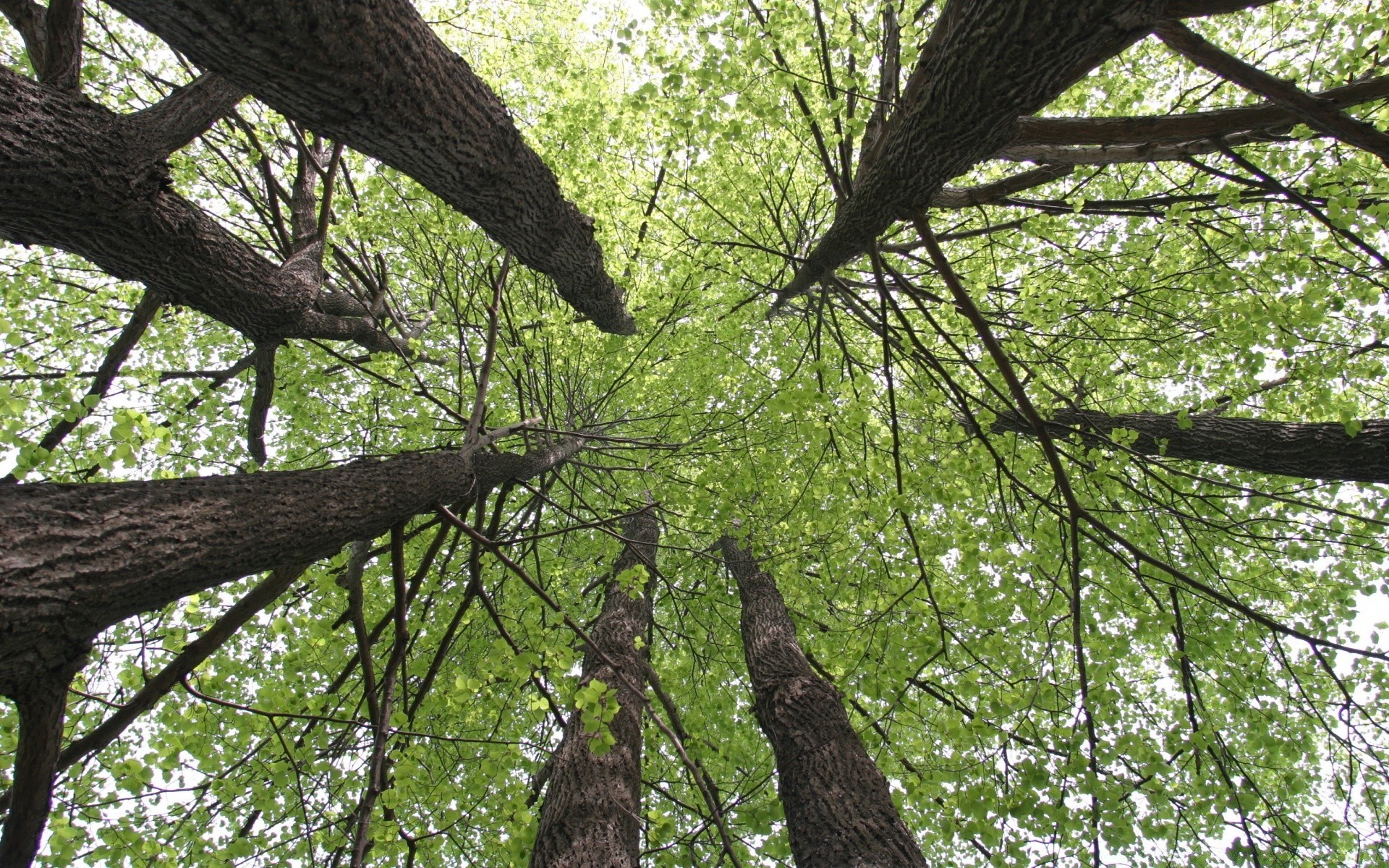 Canopy Earth Greenery Tree 1920x1200
