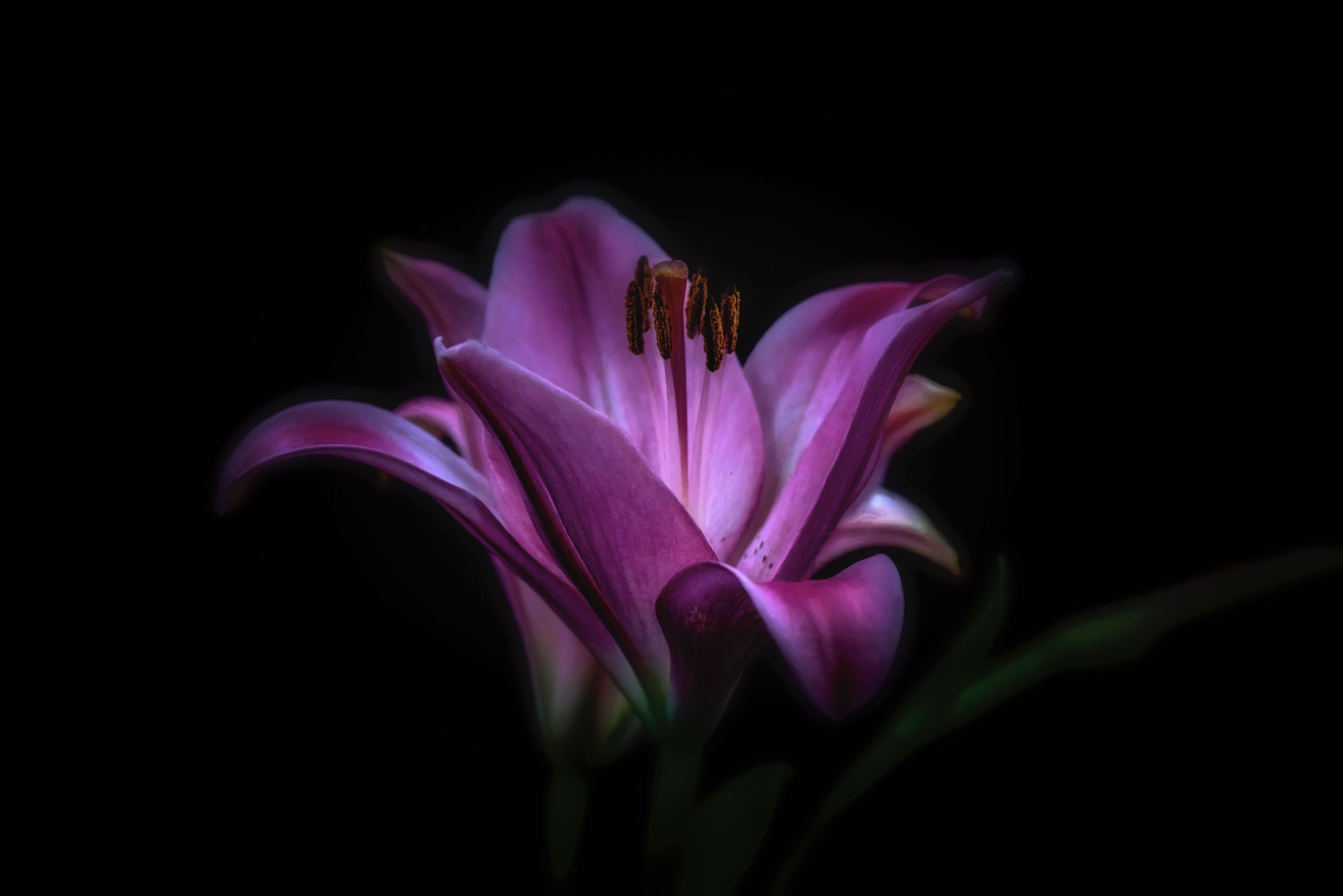 Earth Flower Lily Purple Flower 7952x5304