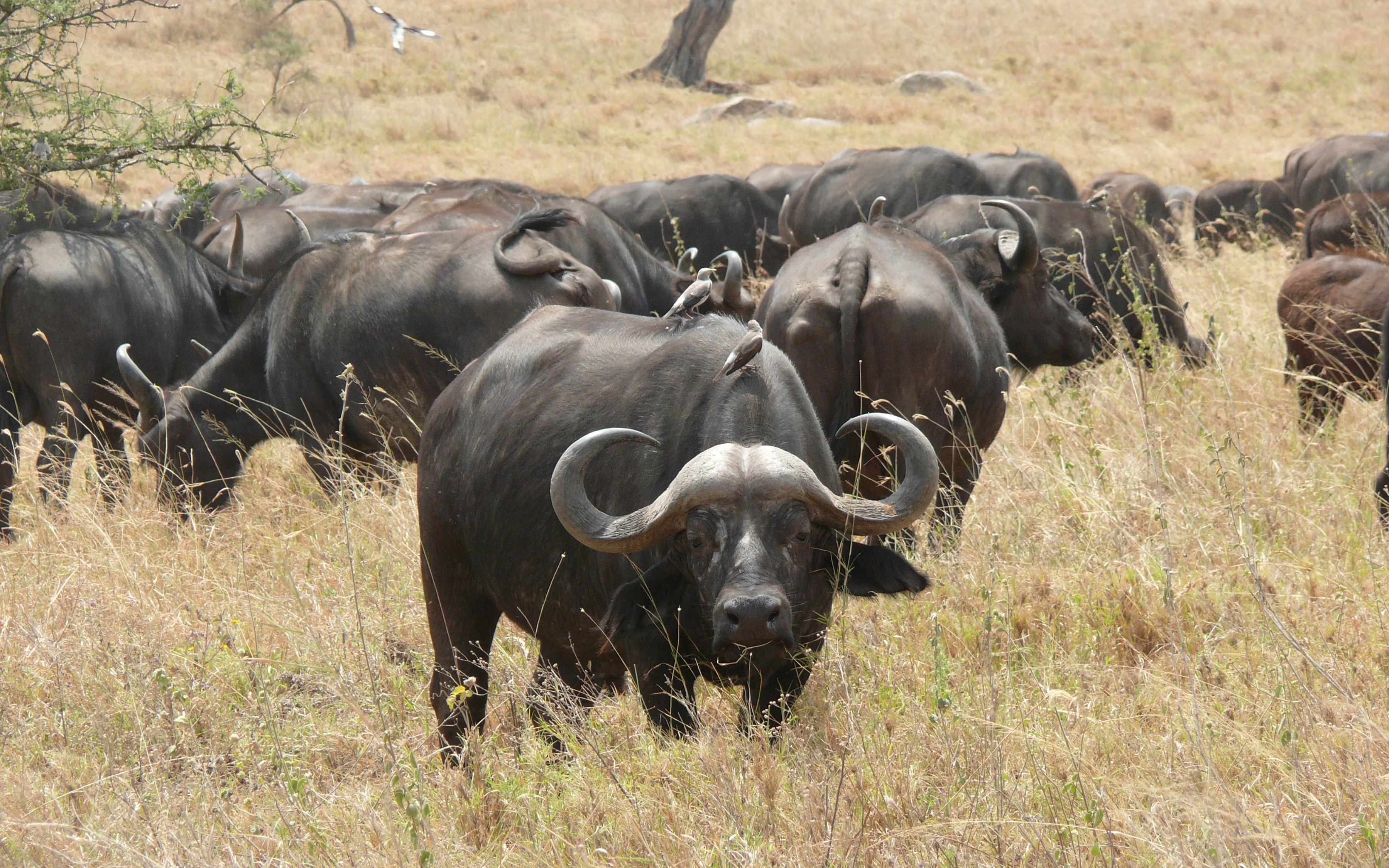 Animal African Buffalo 3600x2250