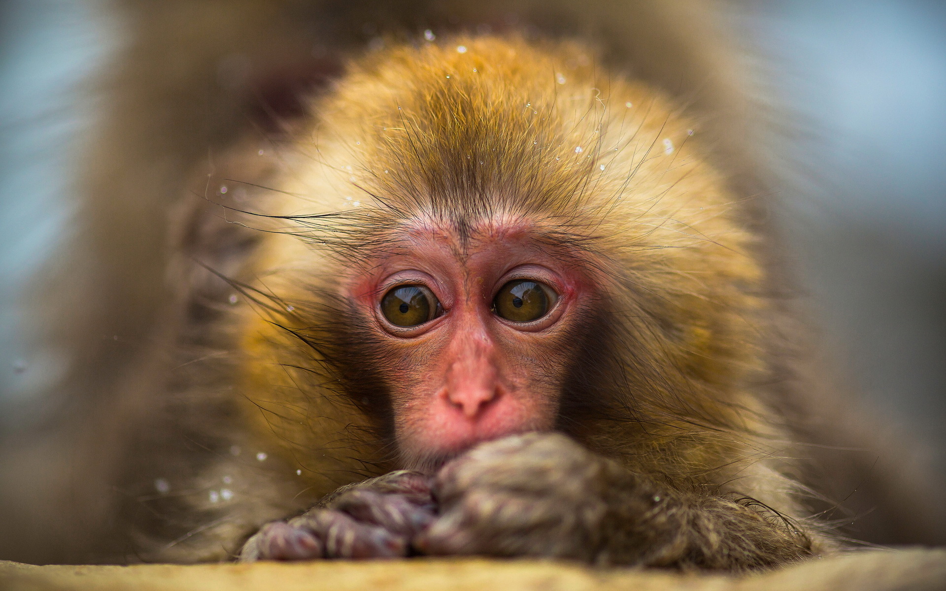 Animal Monkey 1920x1200