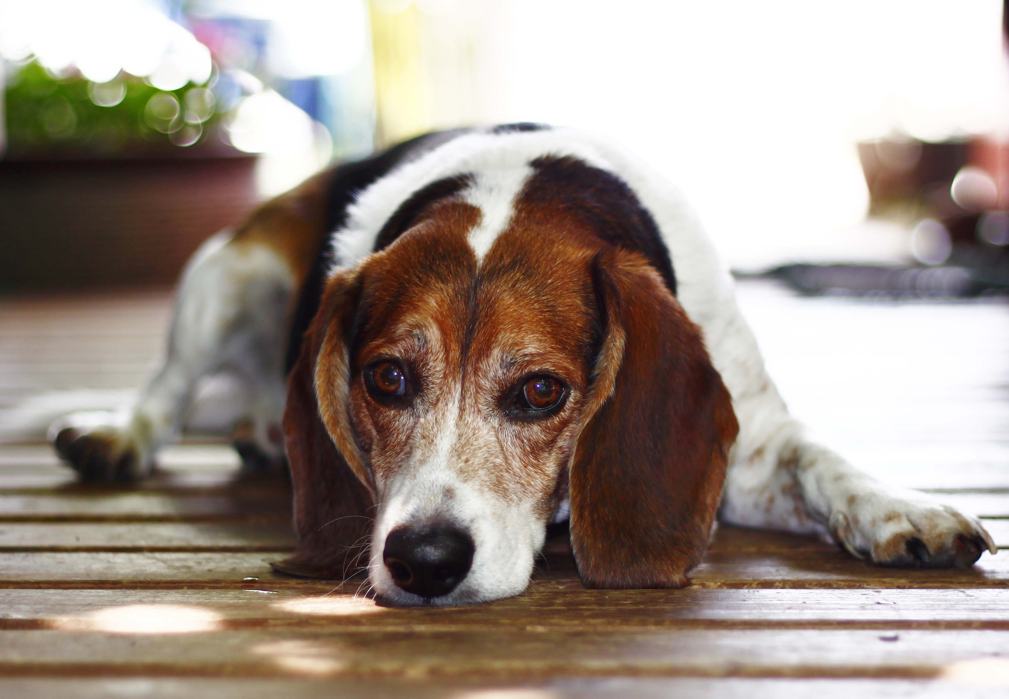 Beagle Bokeh Dog Muzzle Pet 3481x2412