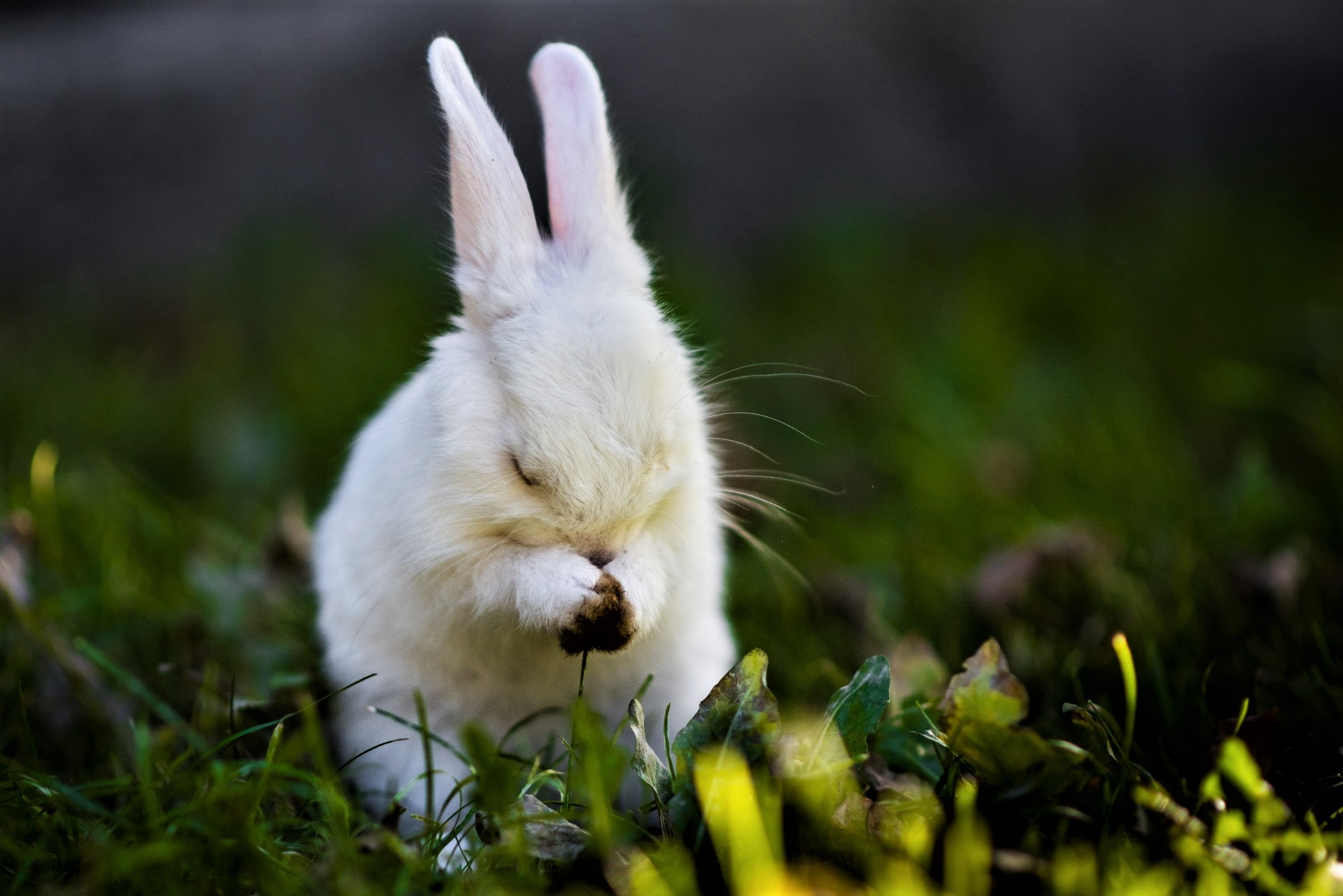 Animal Bunny Cute Rabbit 1920x1281