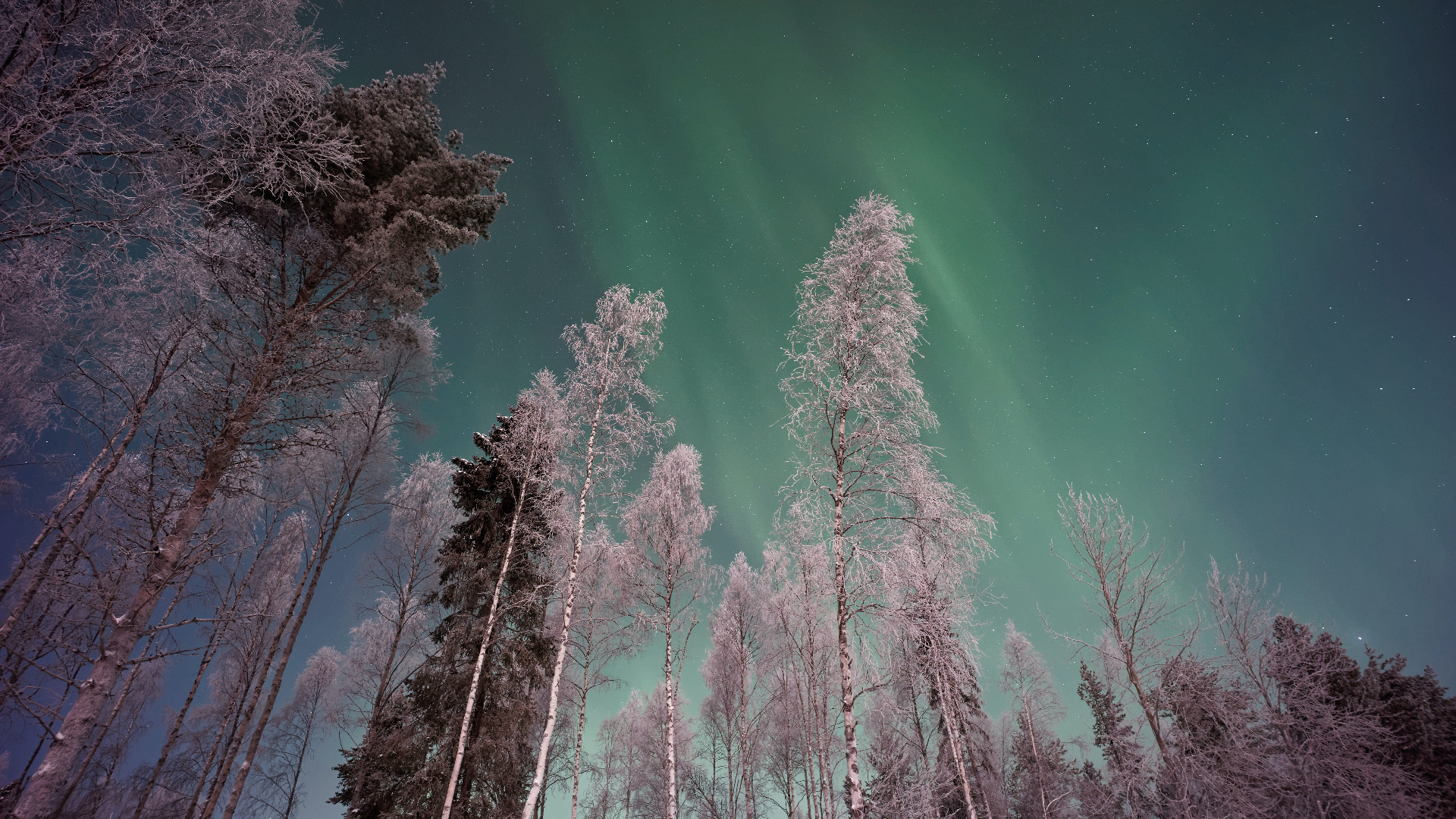 Nature Sky Trees Stars Snow Winter Aurorae Finland 1920x1080