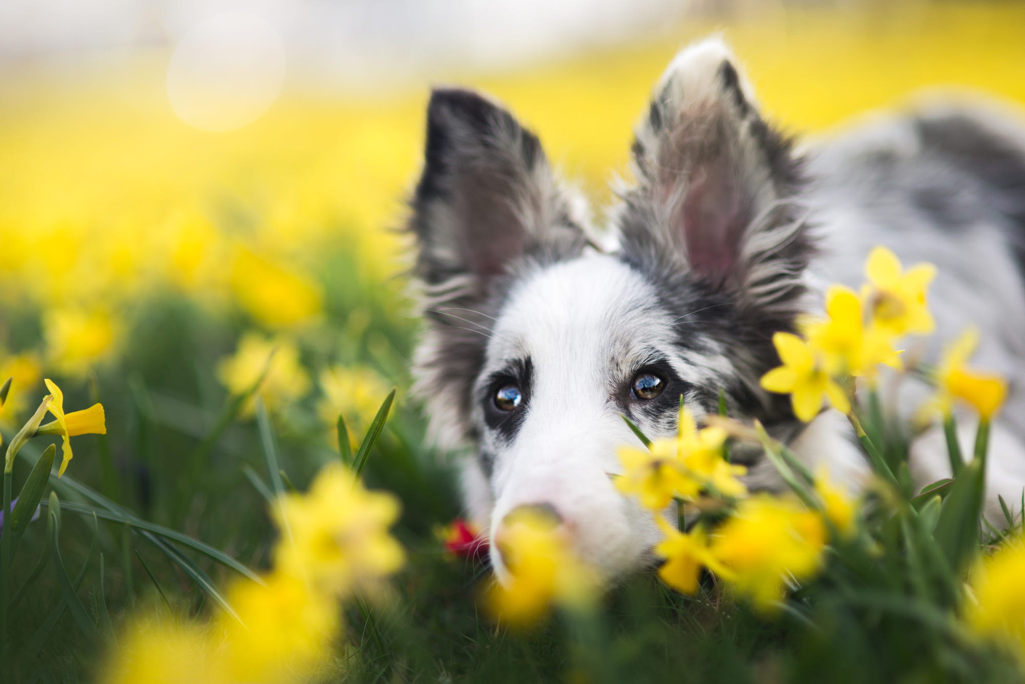 Australian Shepherd Daffodil Dog Pet 2048x1367