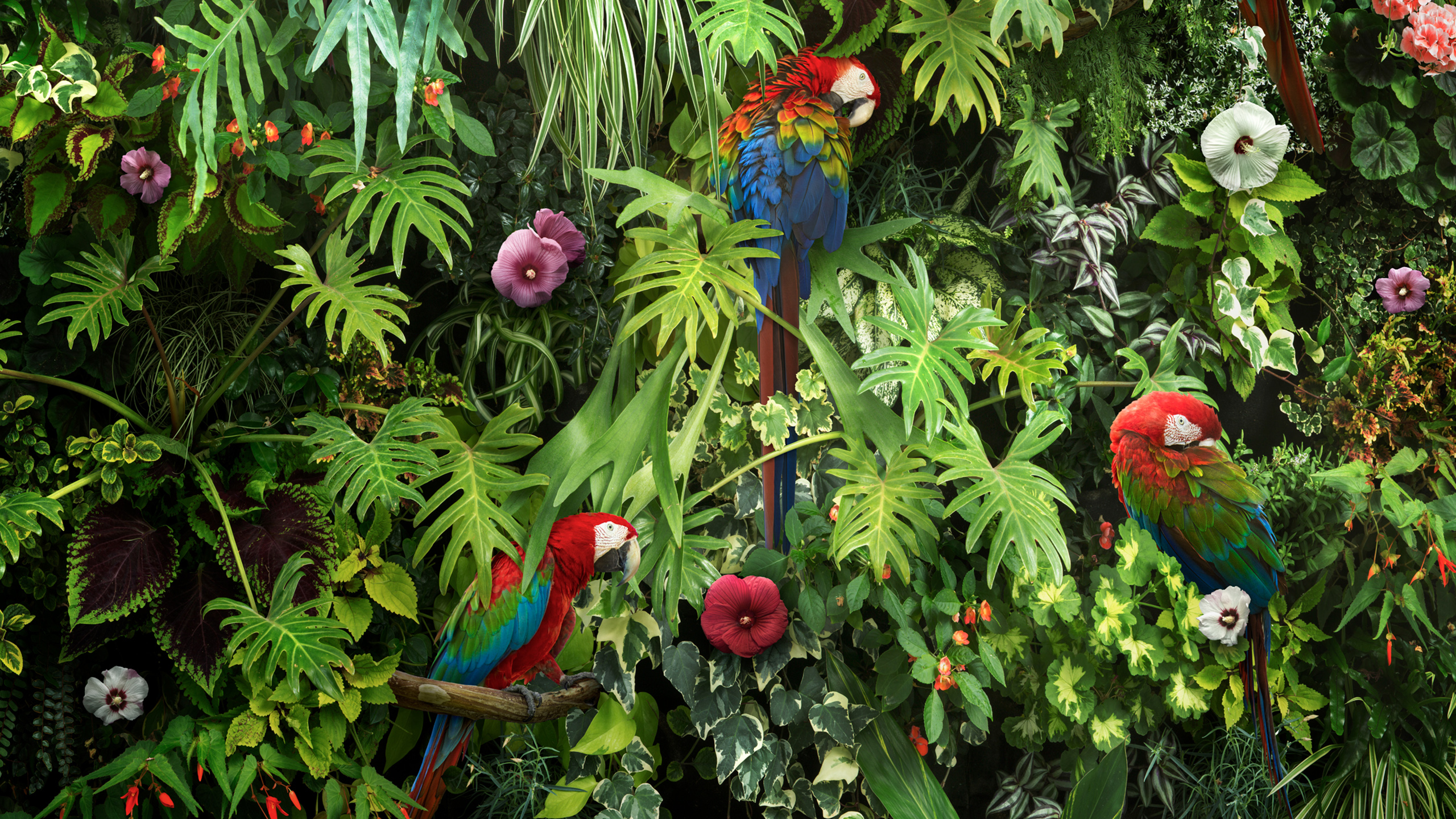 Macaw Parrot 2560x1440