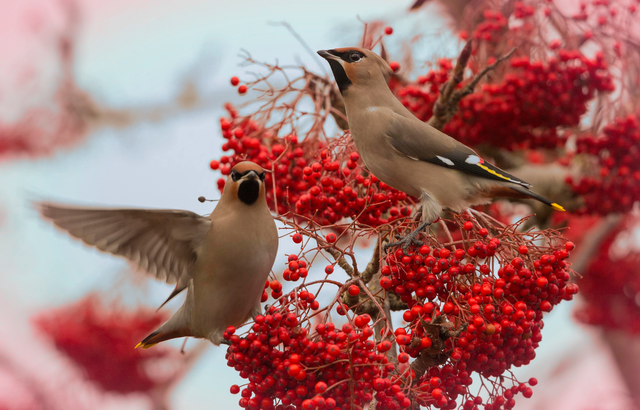 Berry Bird Rowan Waxwing Wildlife 2560x1642