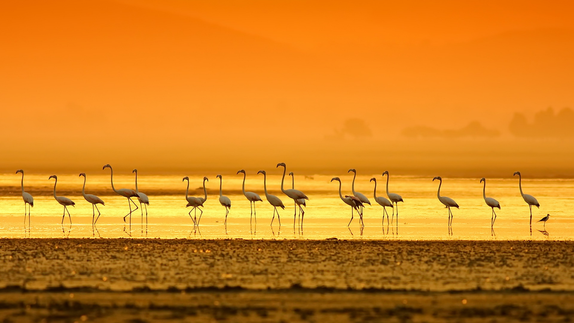 Bird Flamingo Horizon Sunset Orange Color 1920x1080