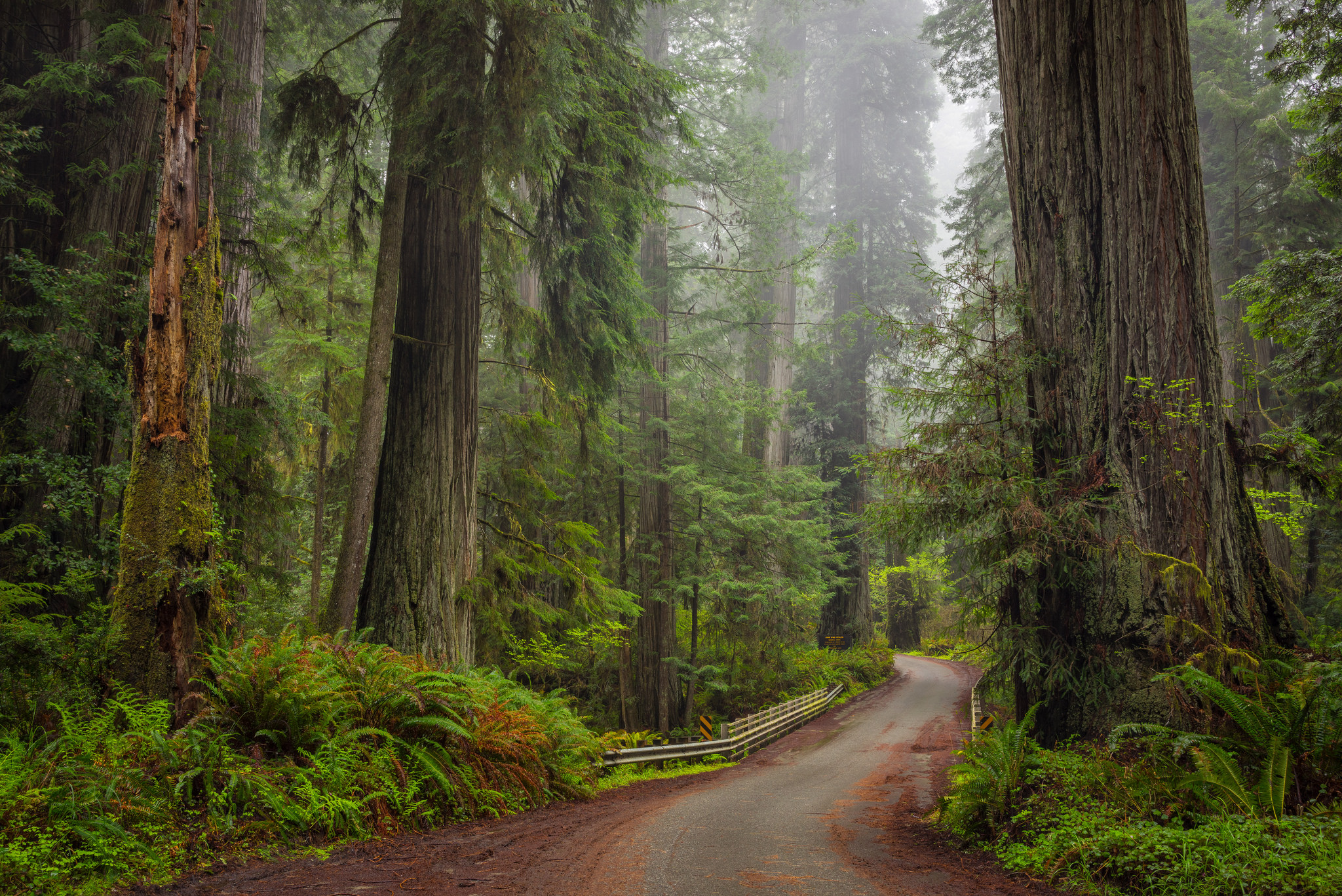 Forest Green Redwood Road 2048x1367