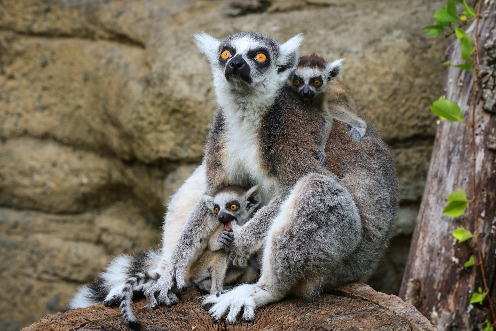 Baby Animal Lemur Monkey Primate Wildlife 2047x1365