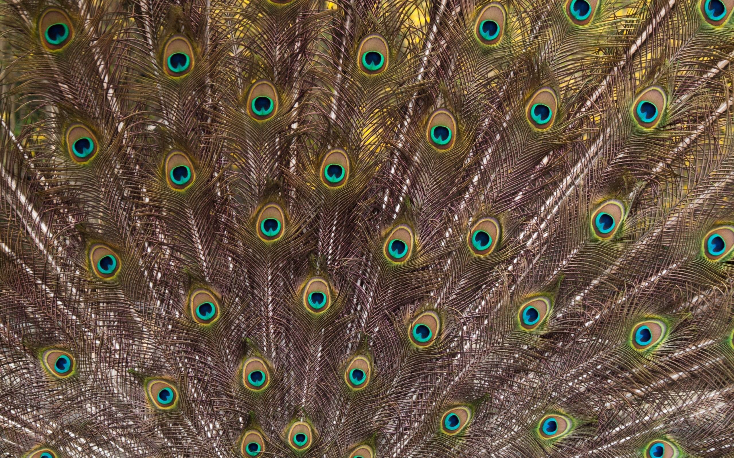 Animal Feather Peacock 2560x1600