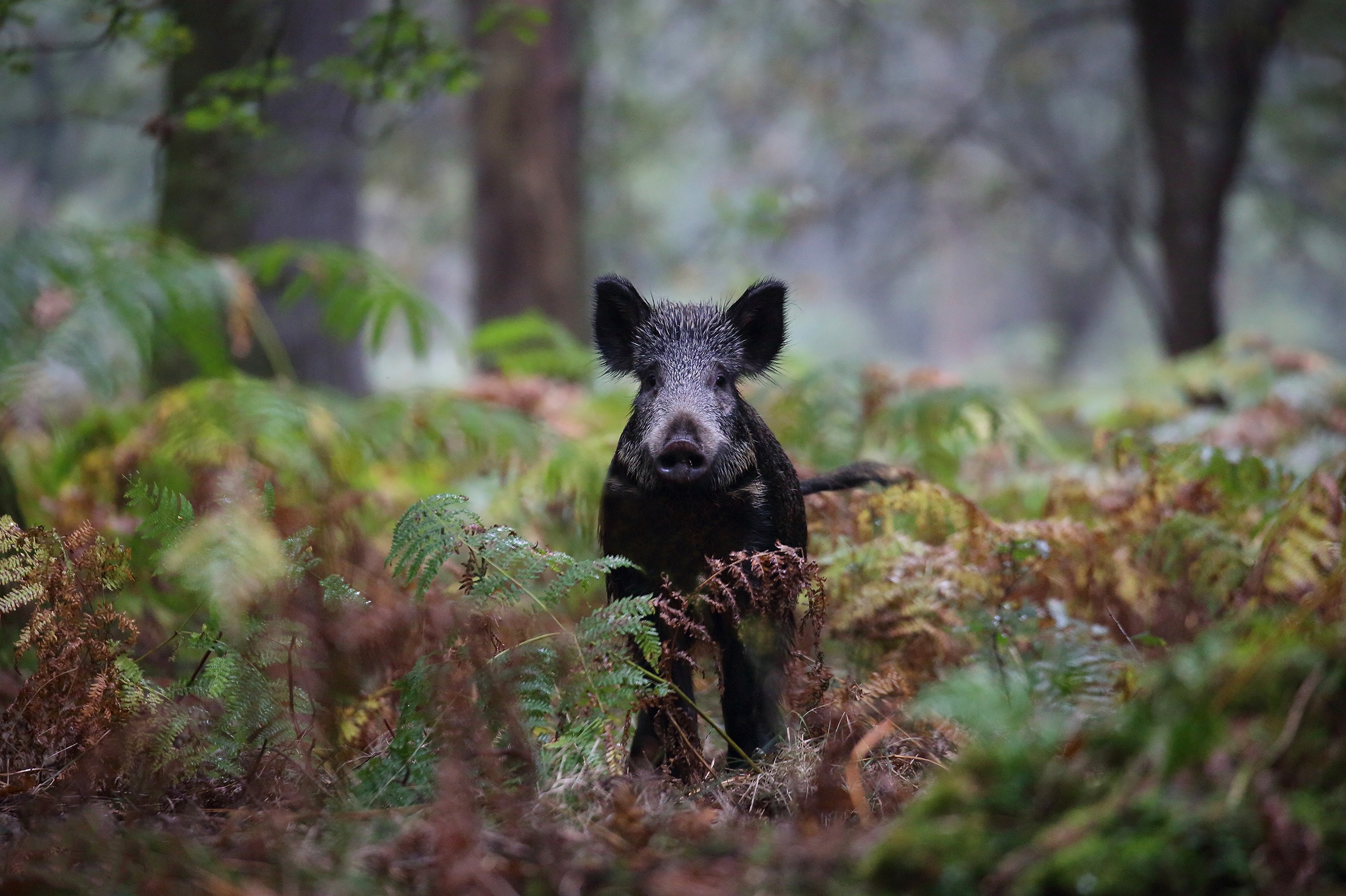 Boar Fern Stare Wildlife 2560x1704