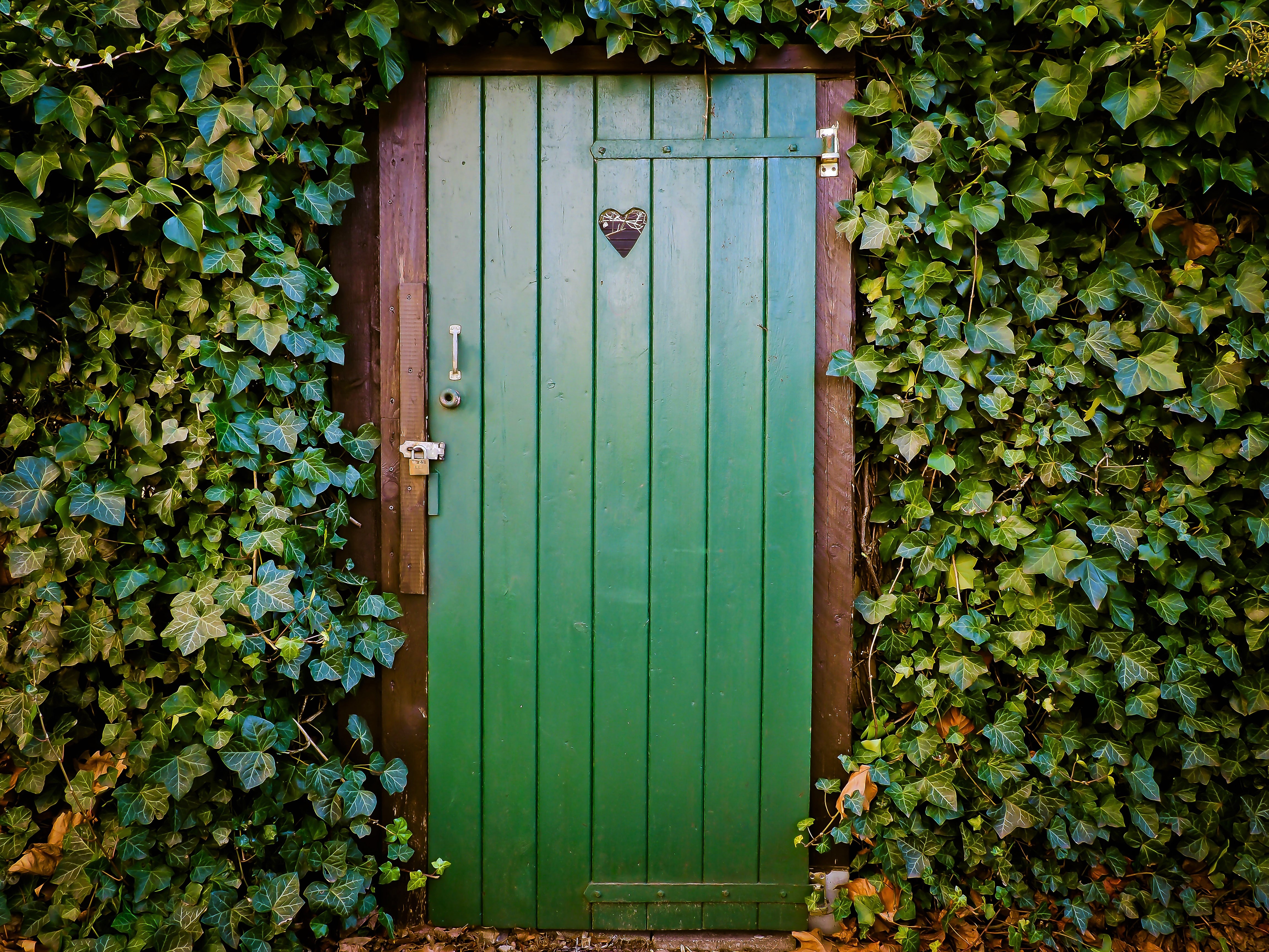 Door Green Heart Ivy 4608x3456