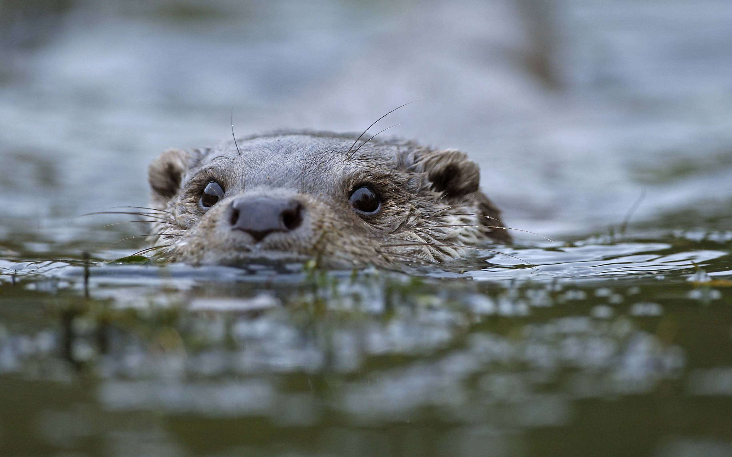 Animal Beaver 2560x1600