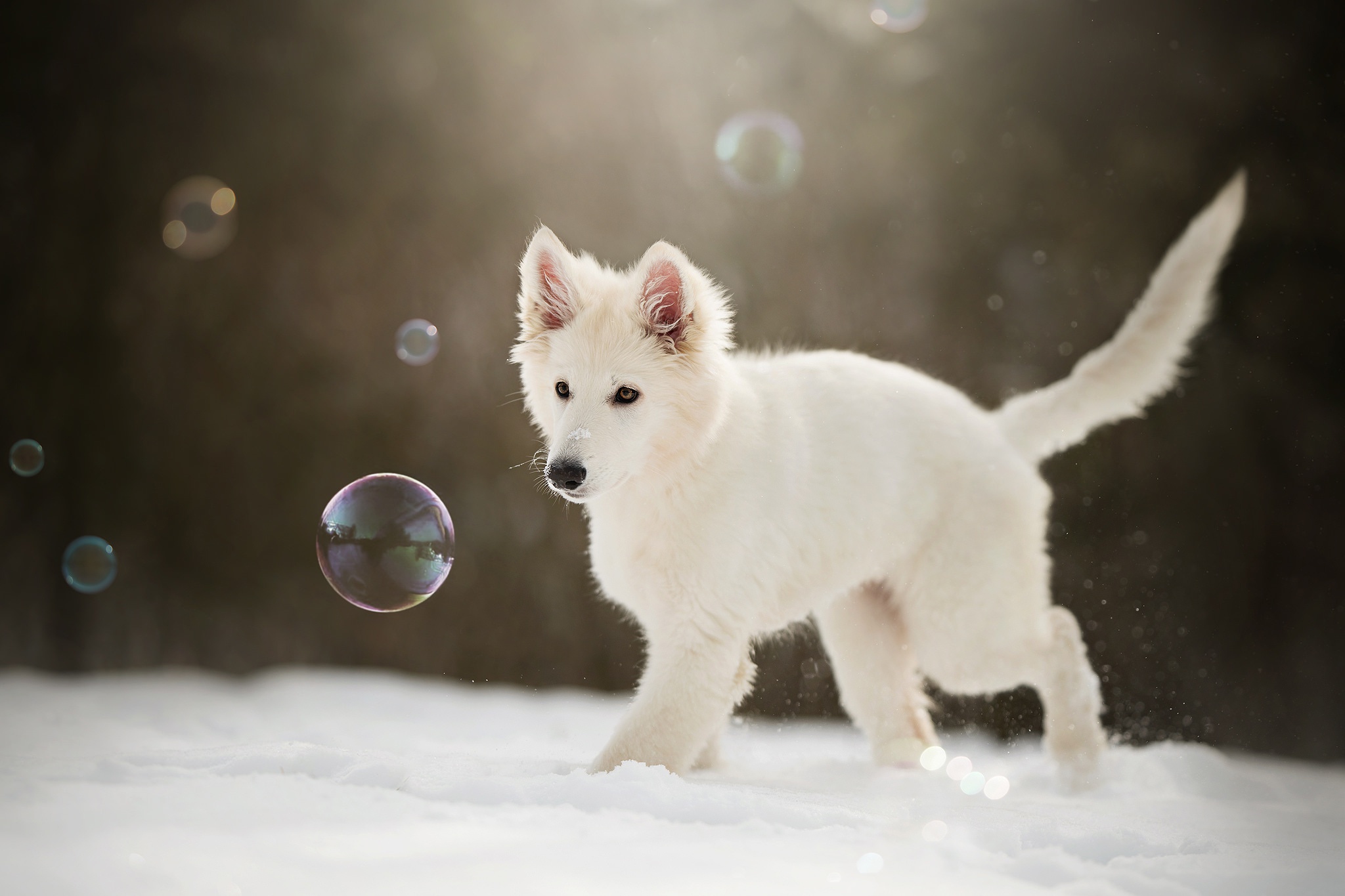 Baby Animal Berger Blanc Suisse Dog Pet Puppy Snow 2048x1365