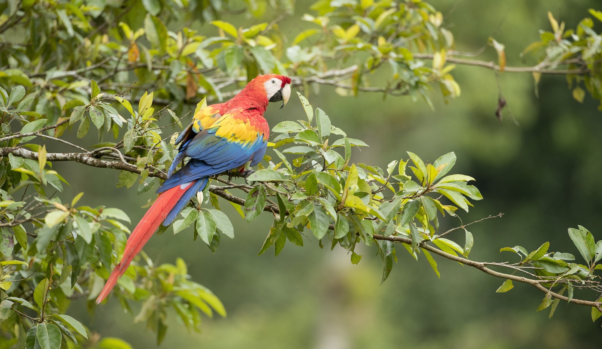 Bird Branch Depth Of Field Macaw Scarlet Macaw Wildlife 2048x1188