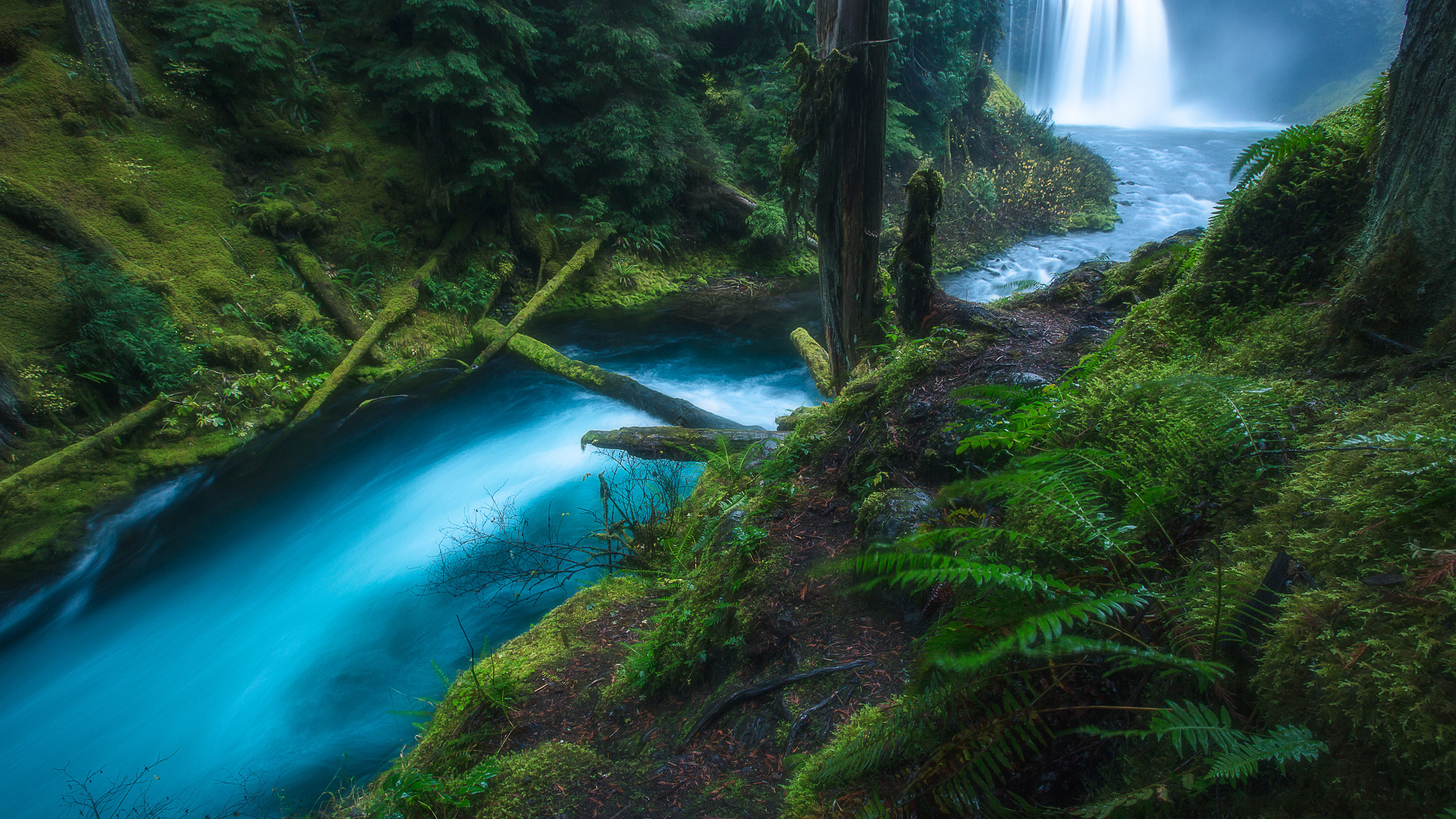 Earth Fern Forest Green Koosah Falls Oregon Stream Waterfall 2560x1440