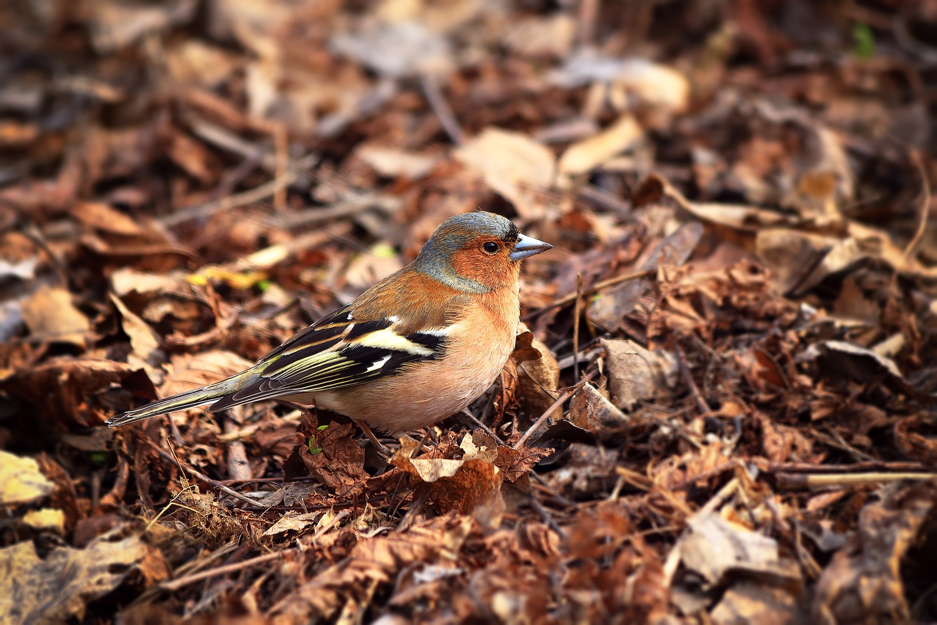 Bird Fall Finch Wildlife 1920x1280