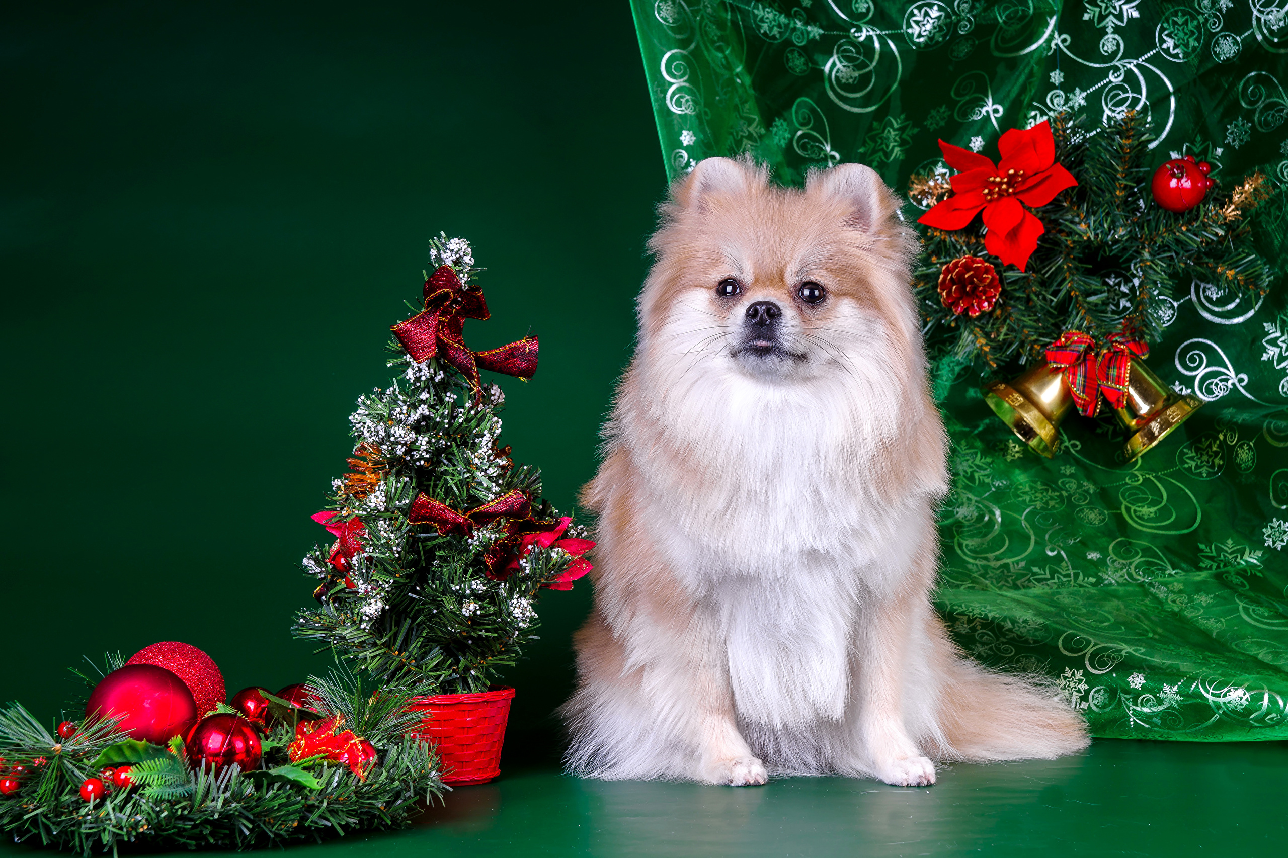 Christmas Christmas Tree Dog Pet Pomeranian 2560x1706