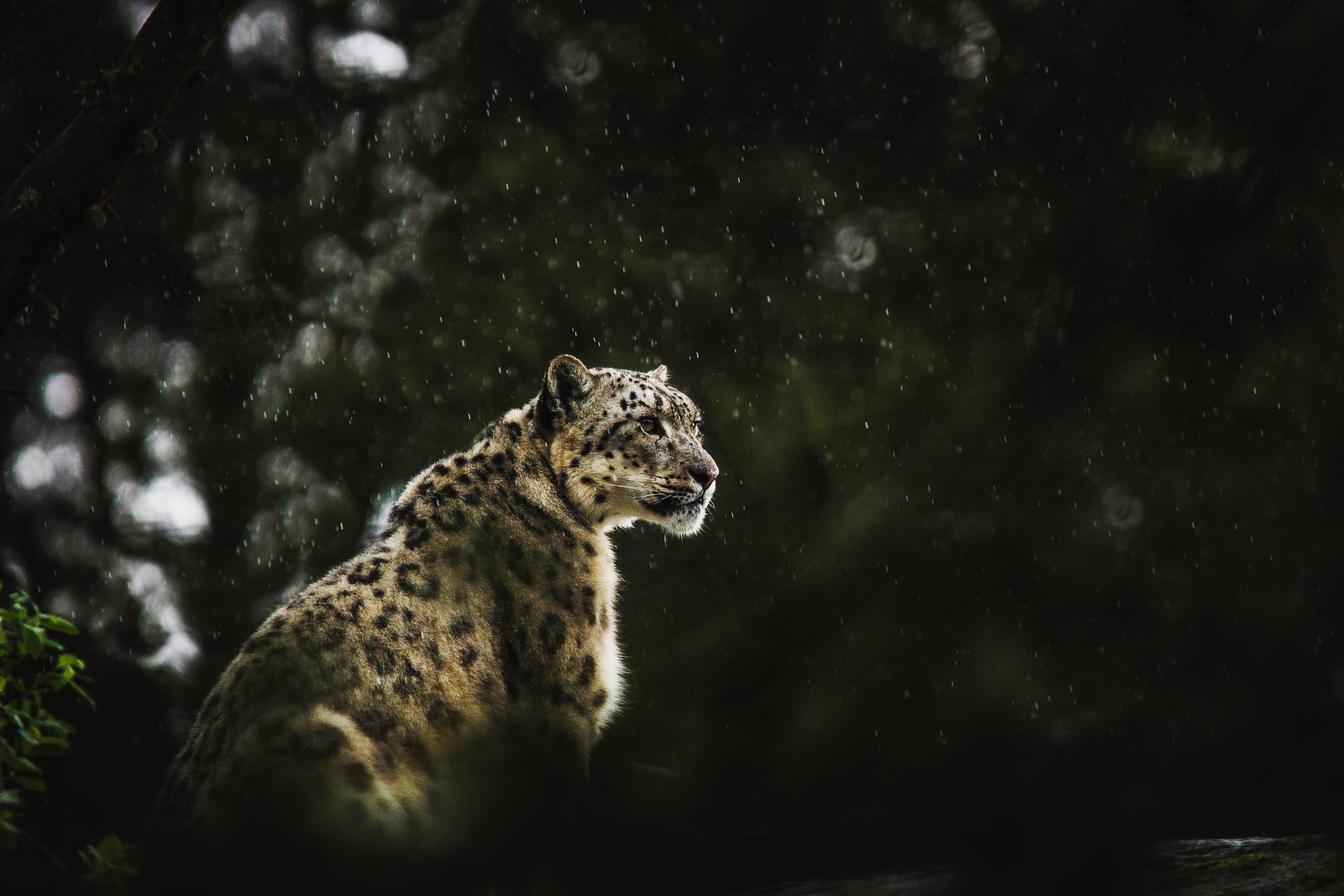 Big Cat Snow Leopard Wildlife Predator Animal 3000x2000