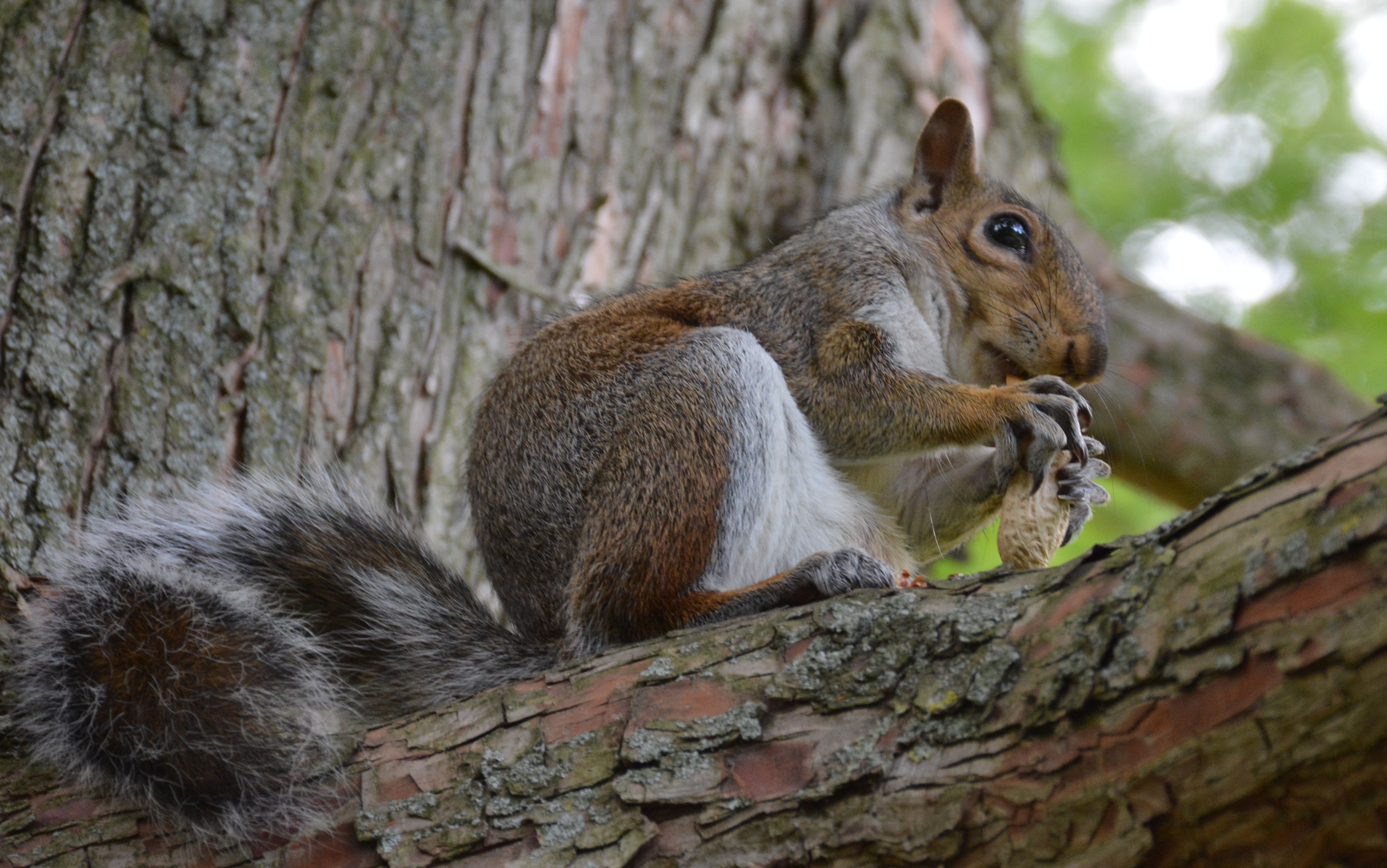 Branch Nut Rodent Squirrel 4236x2650
