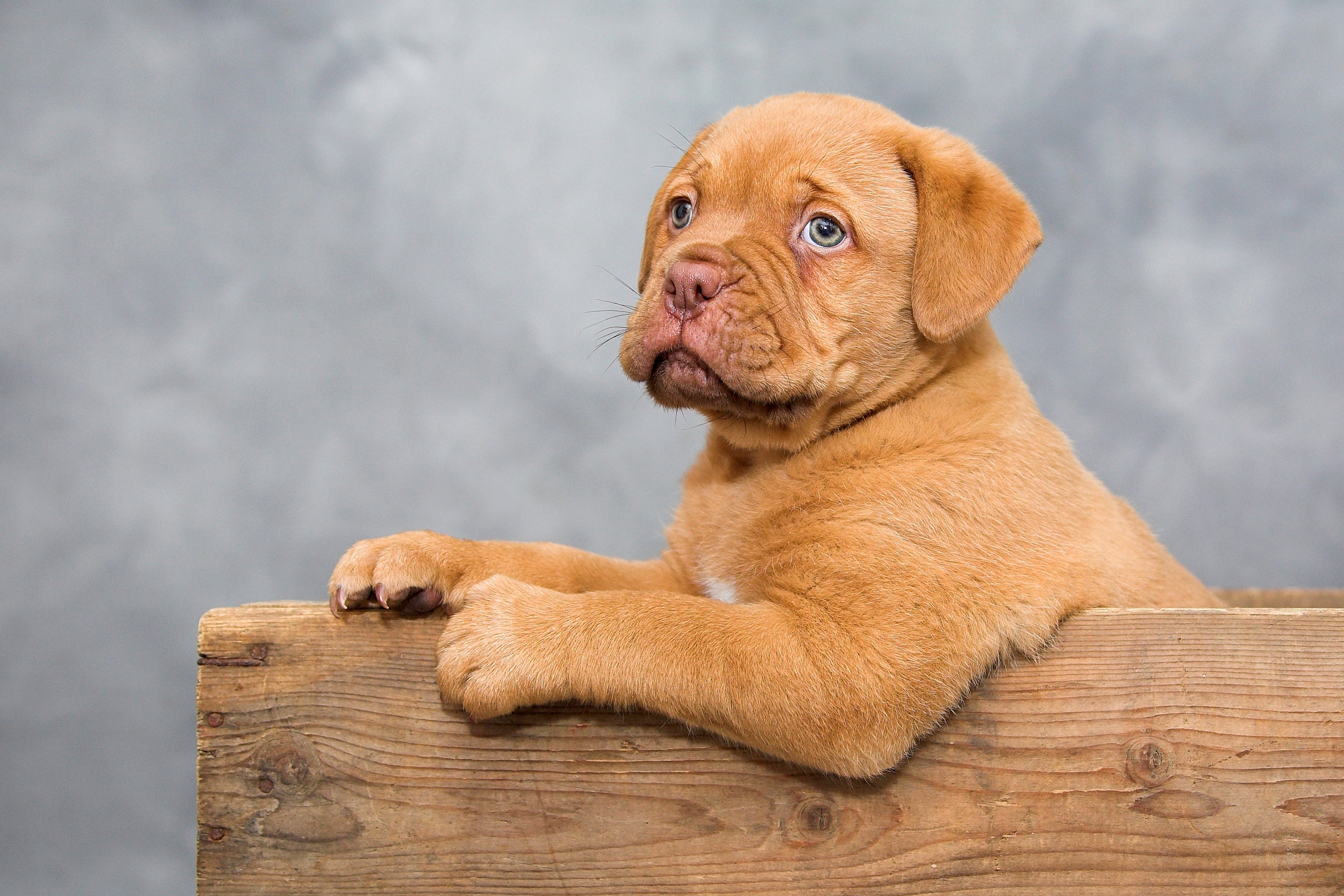 Baby Animal Dog Dogue De Bordeaux Mastiff Pet Portrait Puppy 3000x2000