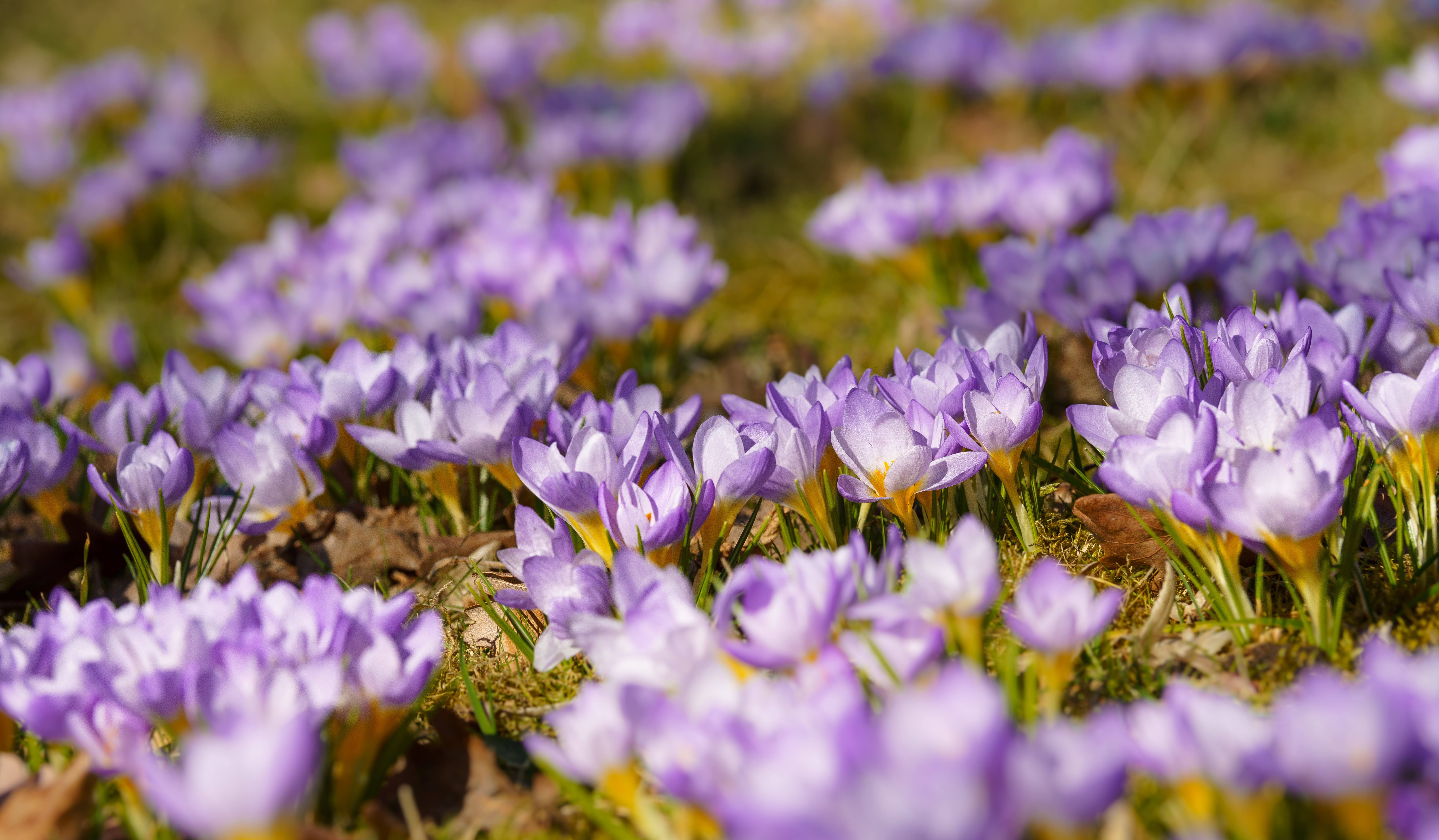 Crocus Flower Purple Flower Spring 7952x4643