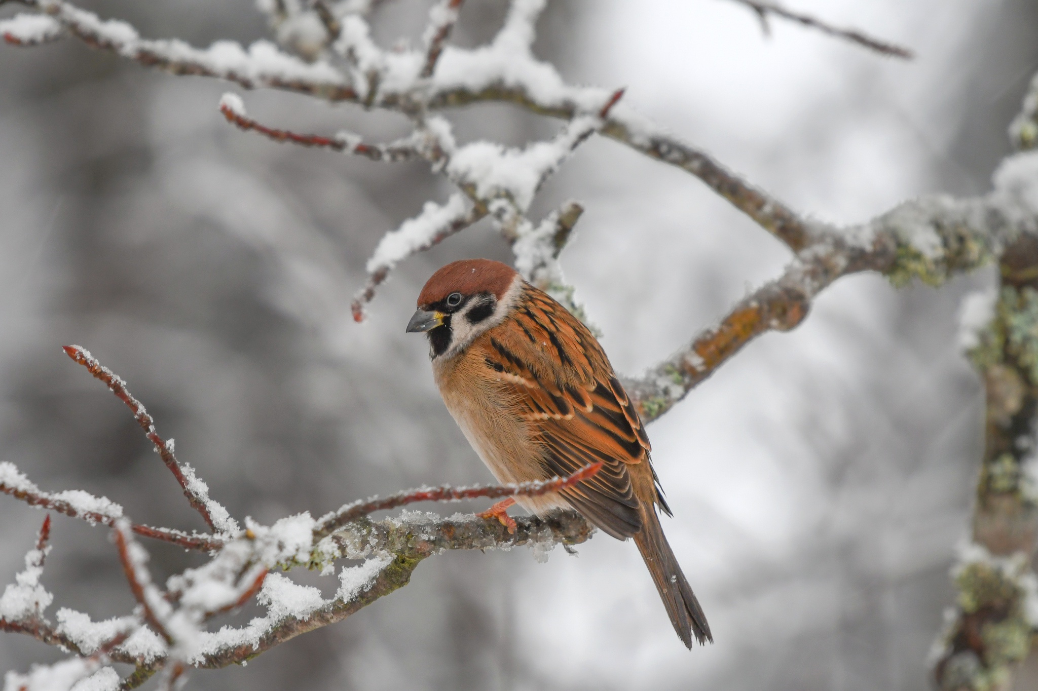 Bird Sparrow Wildlife Winter 2048x1364