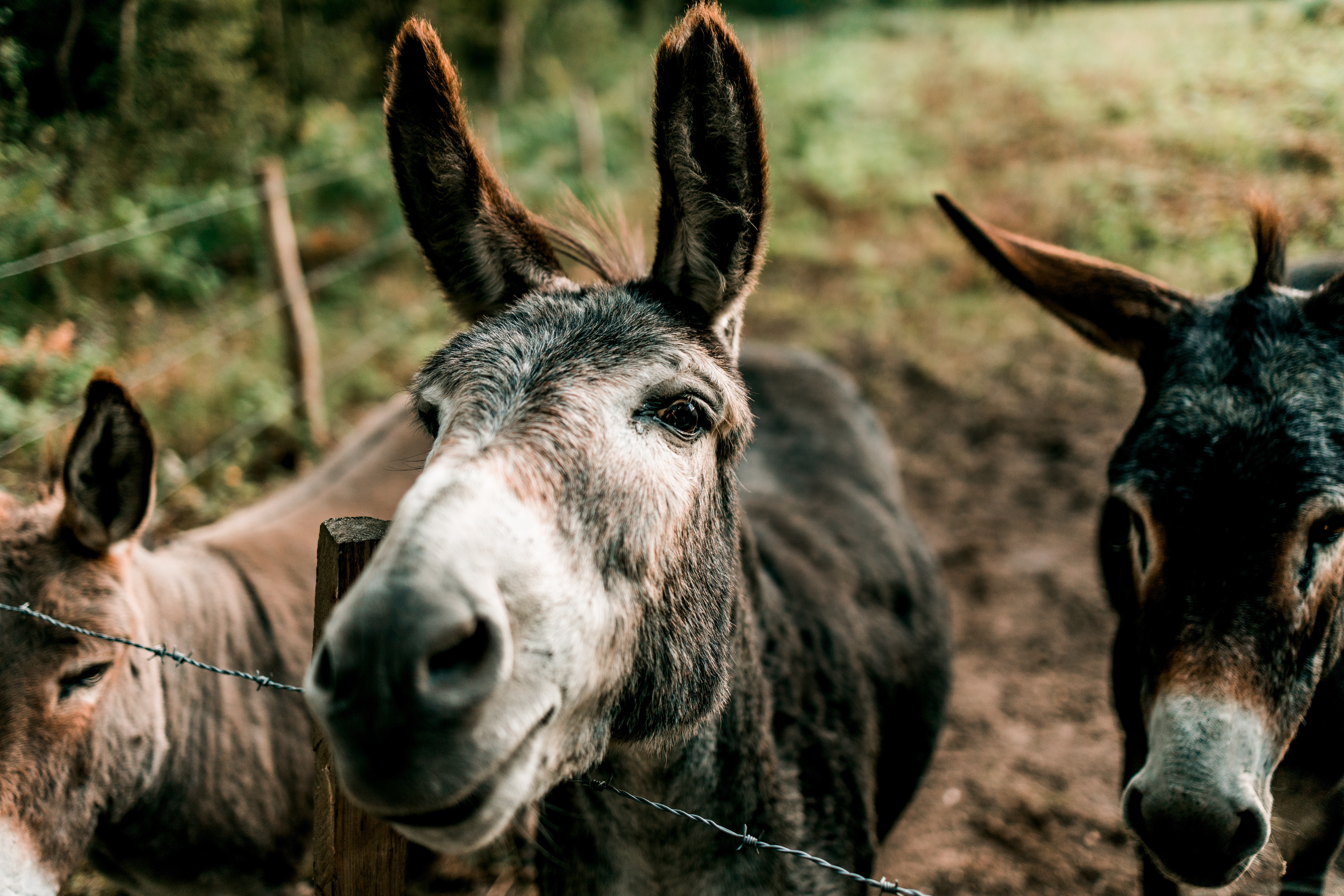 Donkey Animals Mammals Outdoors Barbed Wire Fence 6720x4480